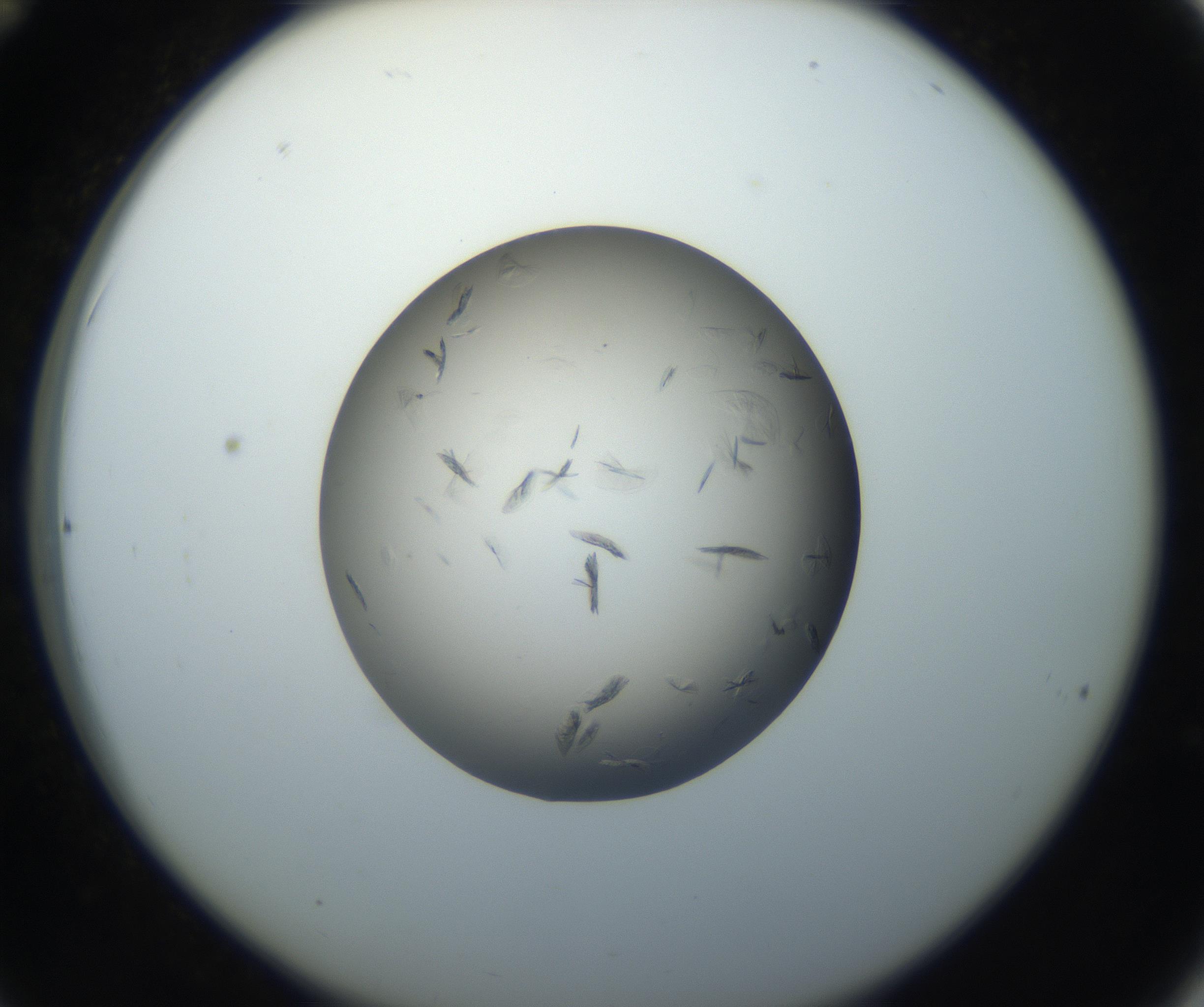RI01_03_000_0212_Proj1_Clon1_MC_0000MC102716_003_160916_12_03_02_00_99_002_001_RAI.jpg