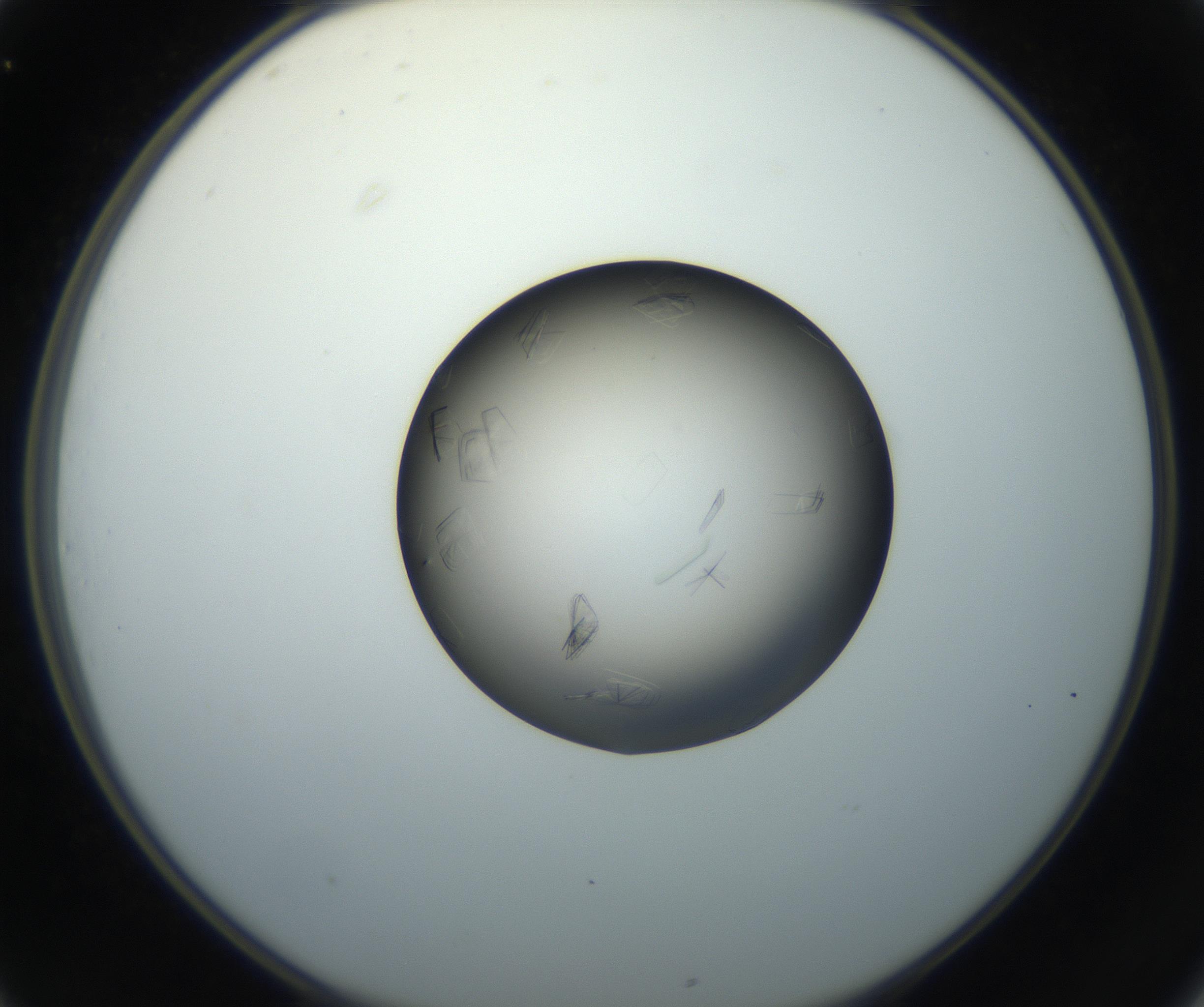 RI01_03_000_0212_Proj1_Clon1_MC_0000MC102716_004_160921_01_03_02_00_99_002_001_RAI.jpg