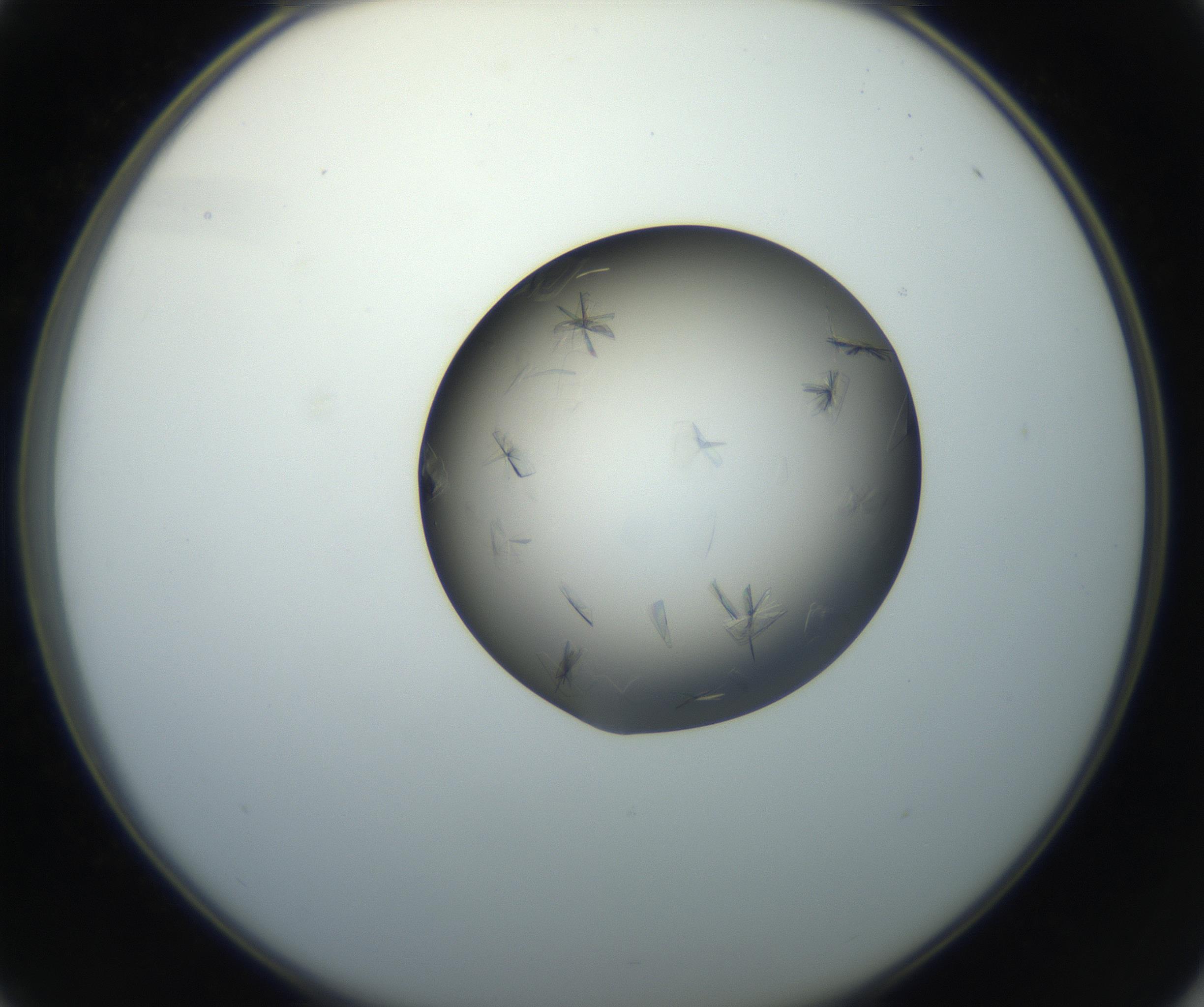 RI01_03_000_0212_Proj1_Clon1_MC_0000MC102716_004_160921_01_04_02_00_99_002_001_RAI.jpg