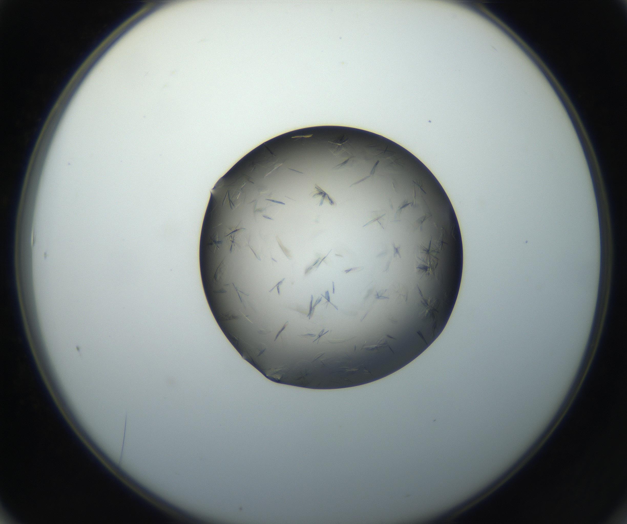 RI01_03_000_0212_Proj1_Clon1_MC_0000MC102716_004_160921_01_06_02_00_99_002_001_RAI.jpg