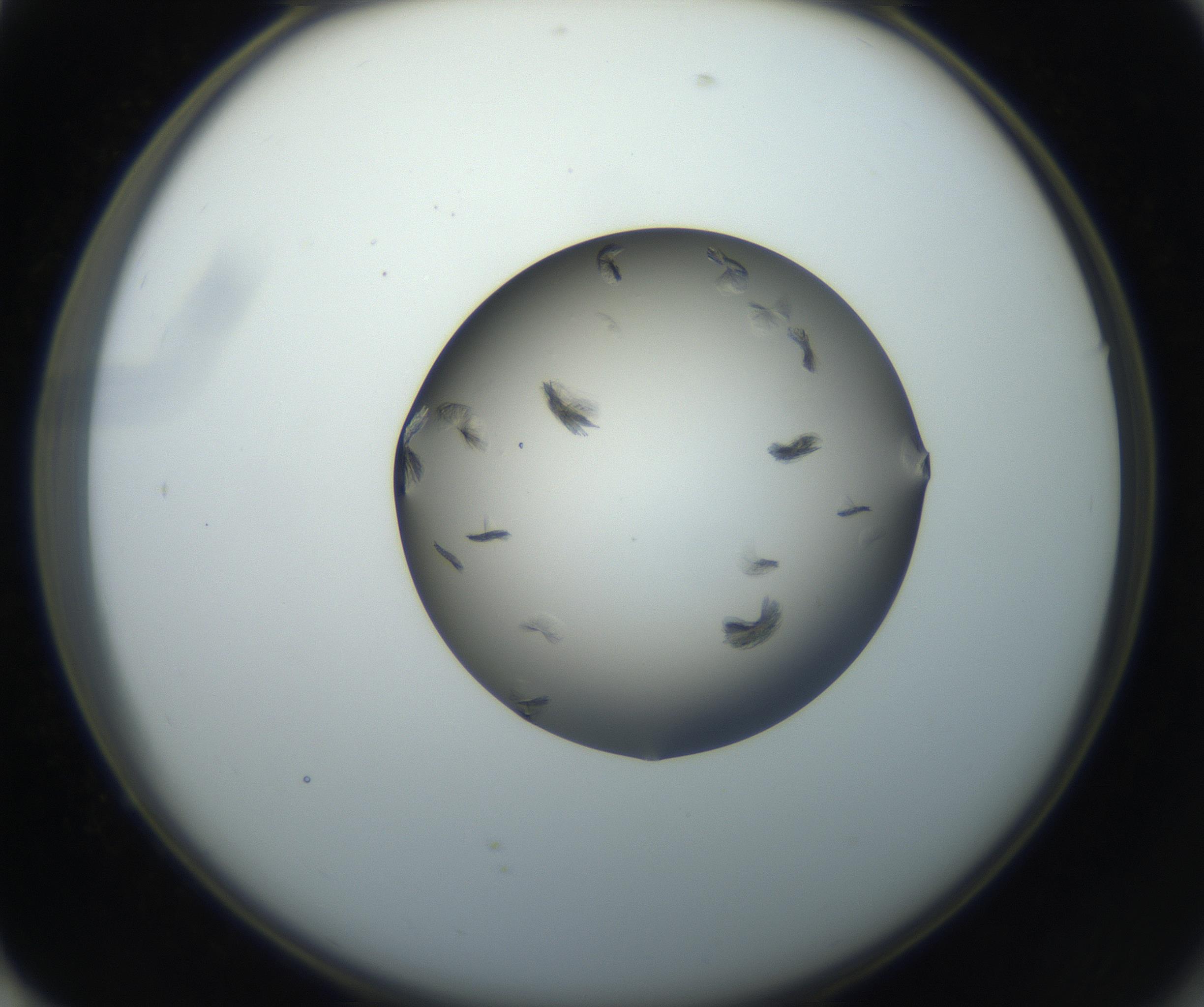 RI01_03_000_0212_Proj1_Clon1_MC_0000MC102716_004_160921_01_07_02_00_99_002_001_RAI.jpg
