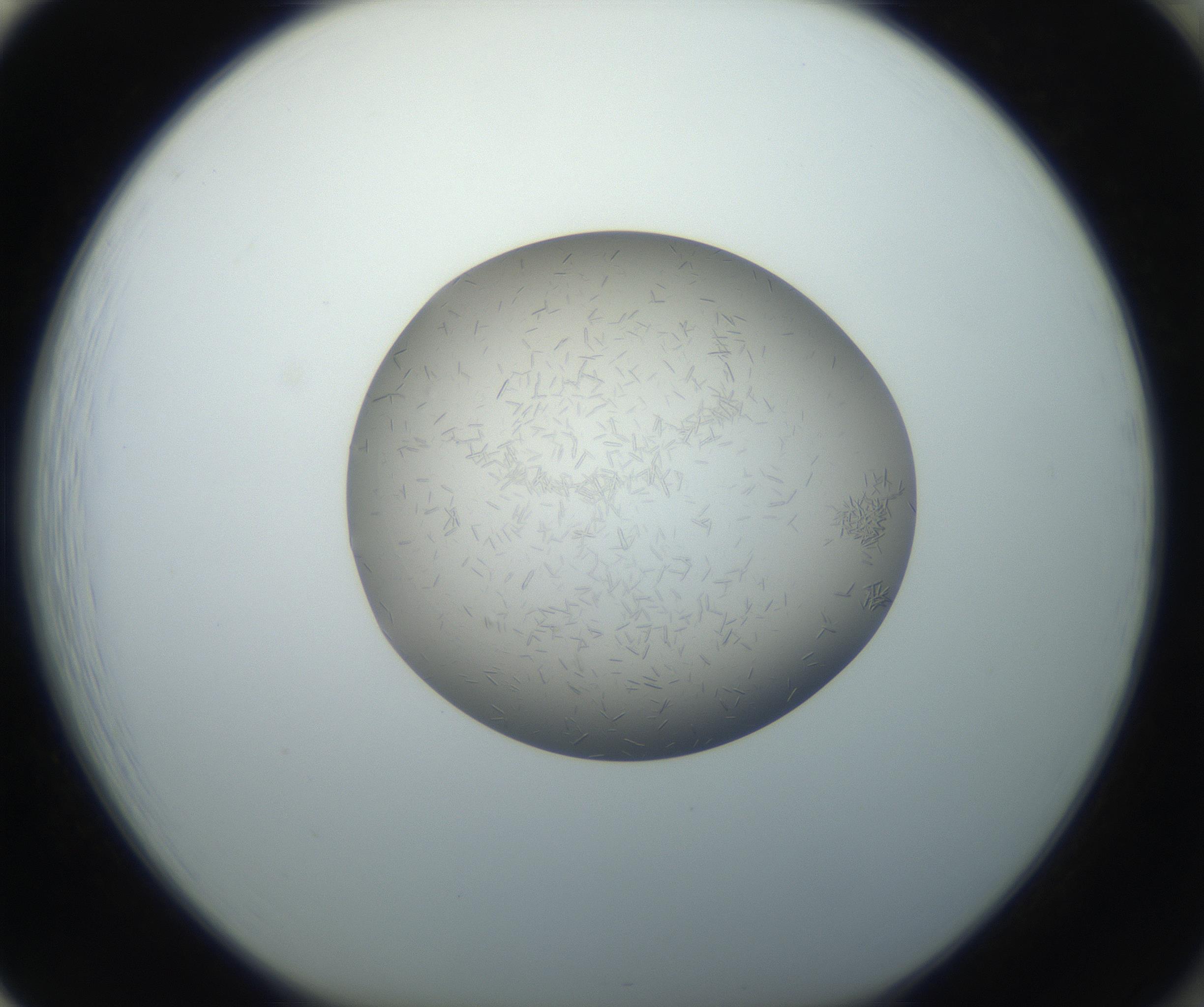 RI01_03_000_0212_Proj1_Clon1_MC_0000MC102716_004_160921_01_08_01_00_99_002_001_RAI.jpg
