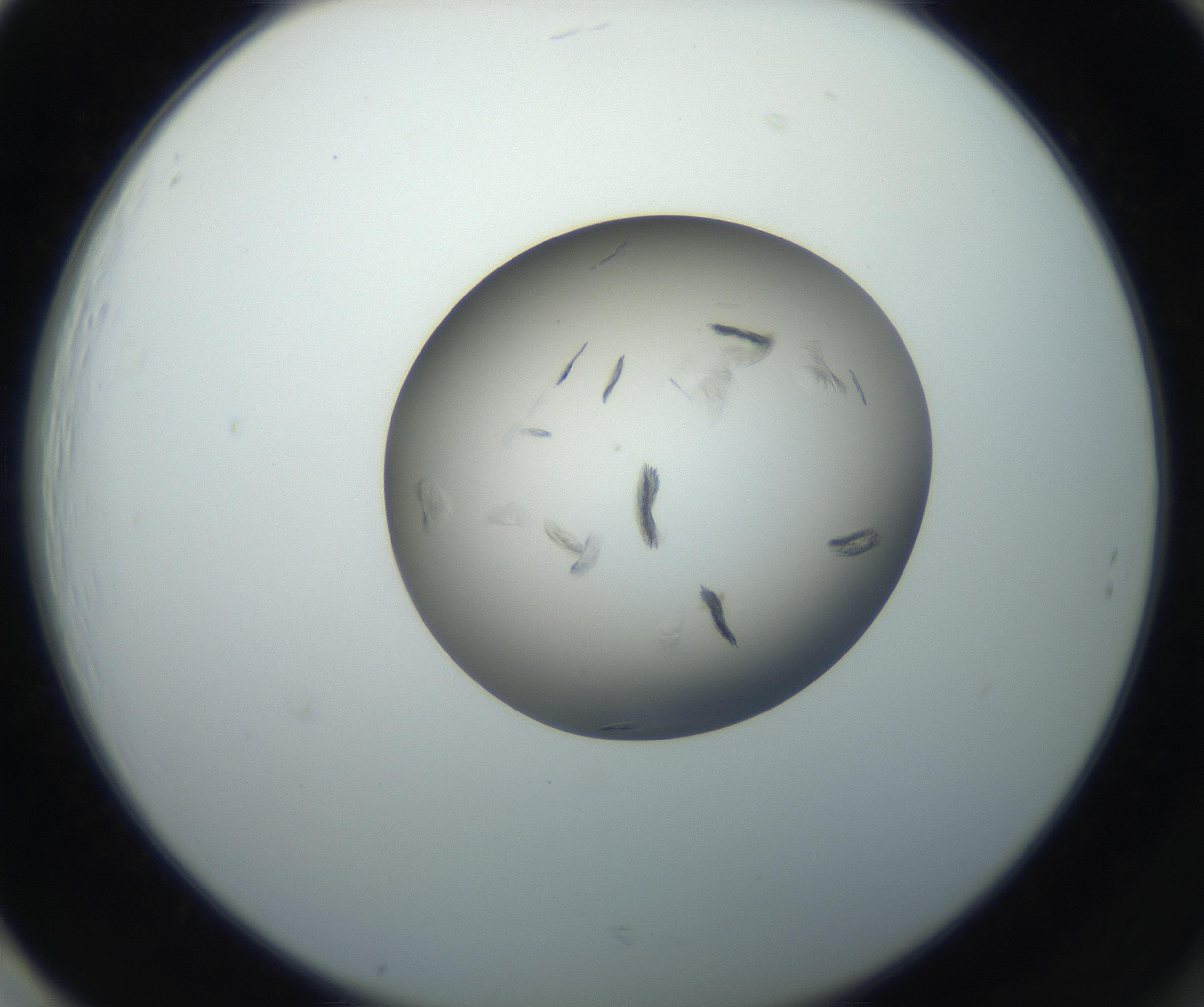 RI01_03_000_0212_Proj1_Clon1_MC_0000MC102716_004_160921_01_08_02_00_99_002_001_RAI.jpg