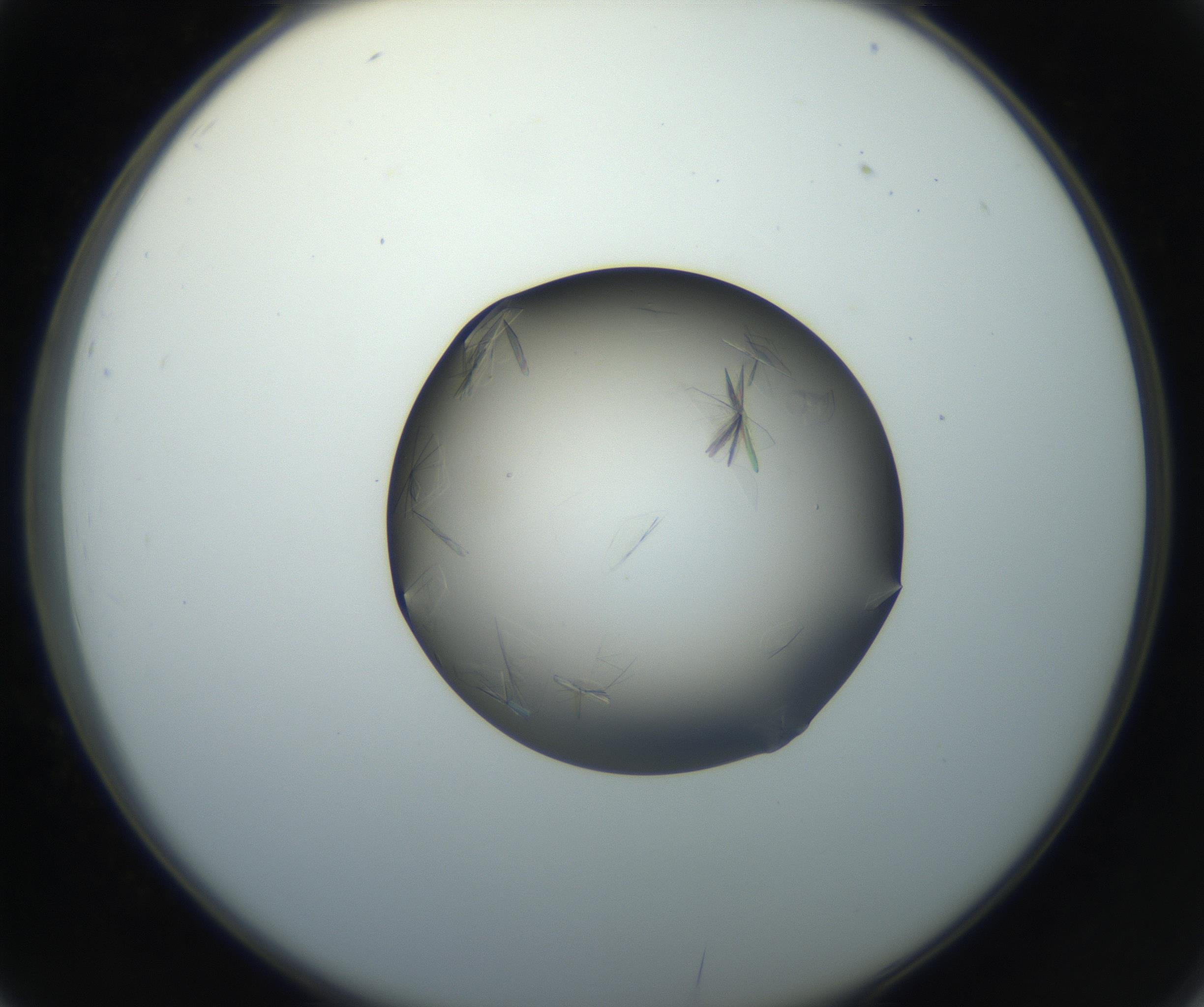RI01_03_000_0212_Proj1_Clon1_MC_0000MC102716_004_160921_02_03_02_00_99_002_001_RAI.jpg