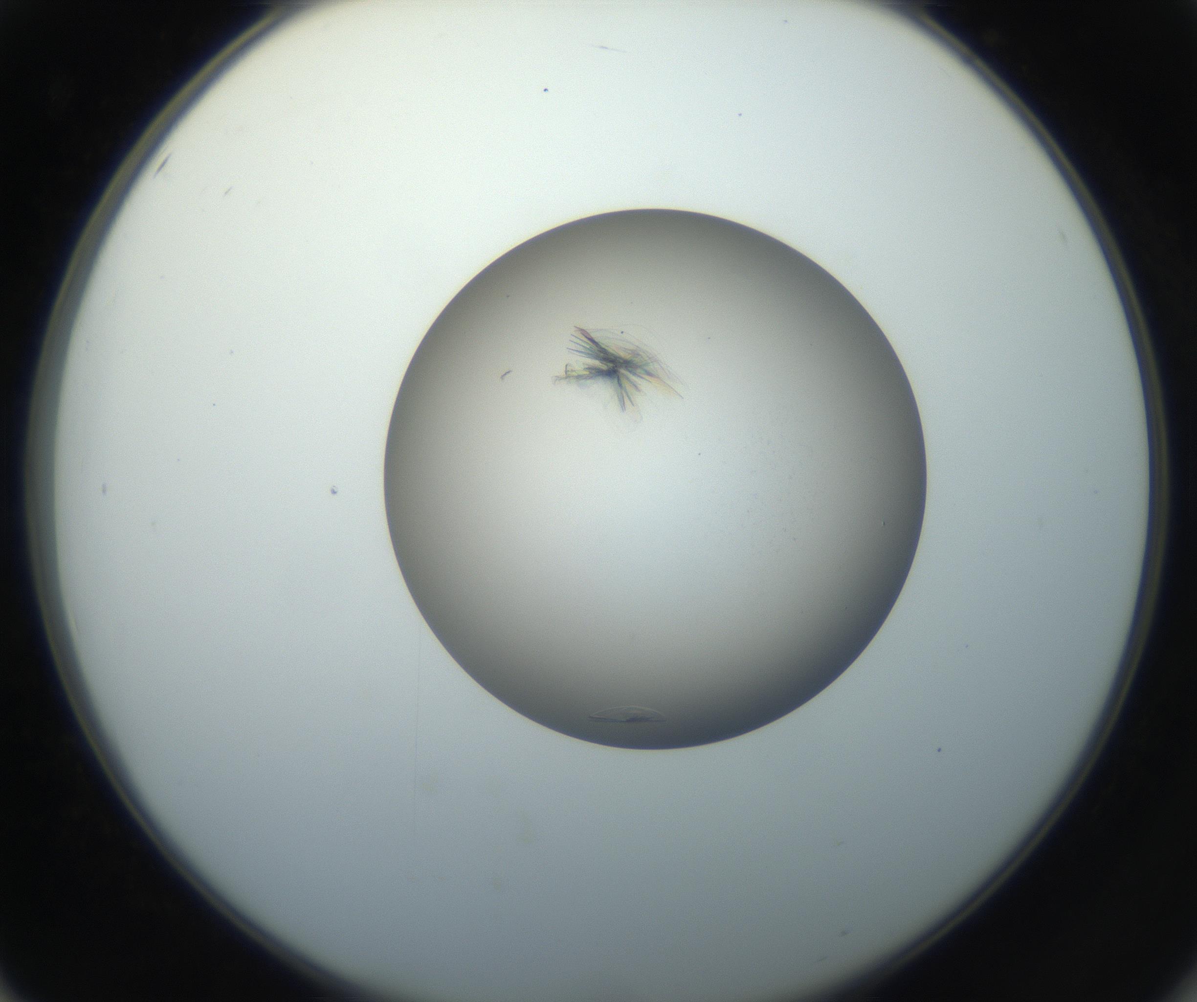 RI01_03_000_0212_Proj1_Clon1_MC_0000MC102716_004_160921_02_05_02_00_99_002_001_RAI.jpg