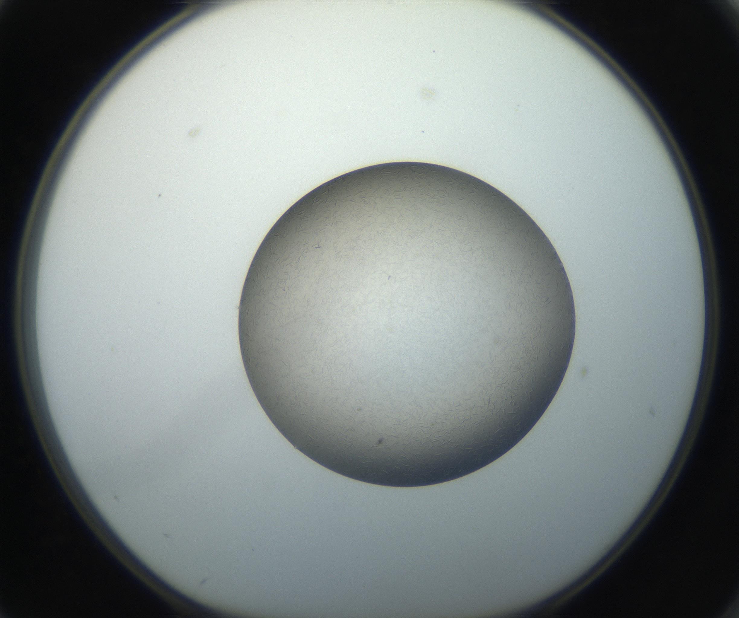 RI01_03_000_0212_Proj1_Clon1_MC_0000MC102716_004_160921_02_07_01_00_99_002_001_RAI.jpg