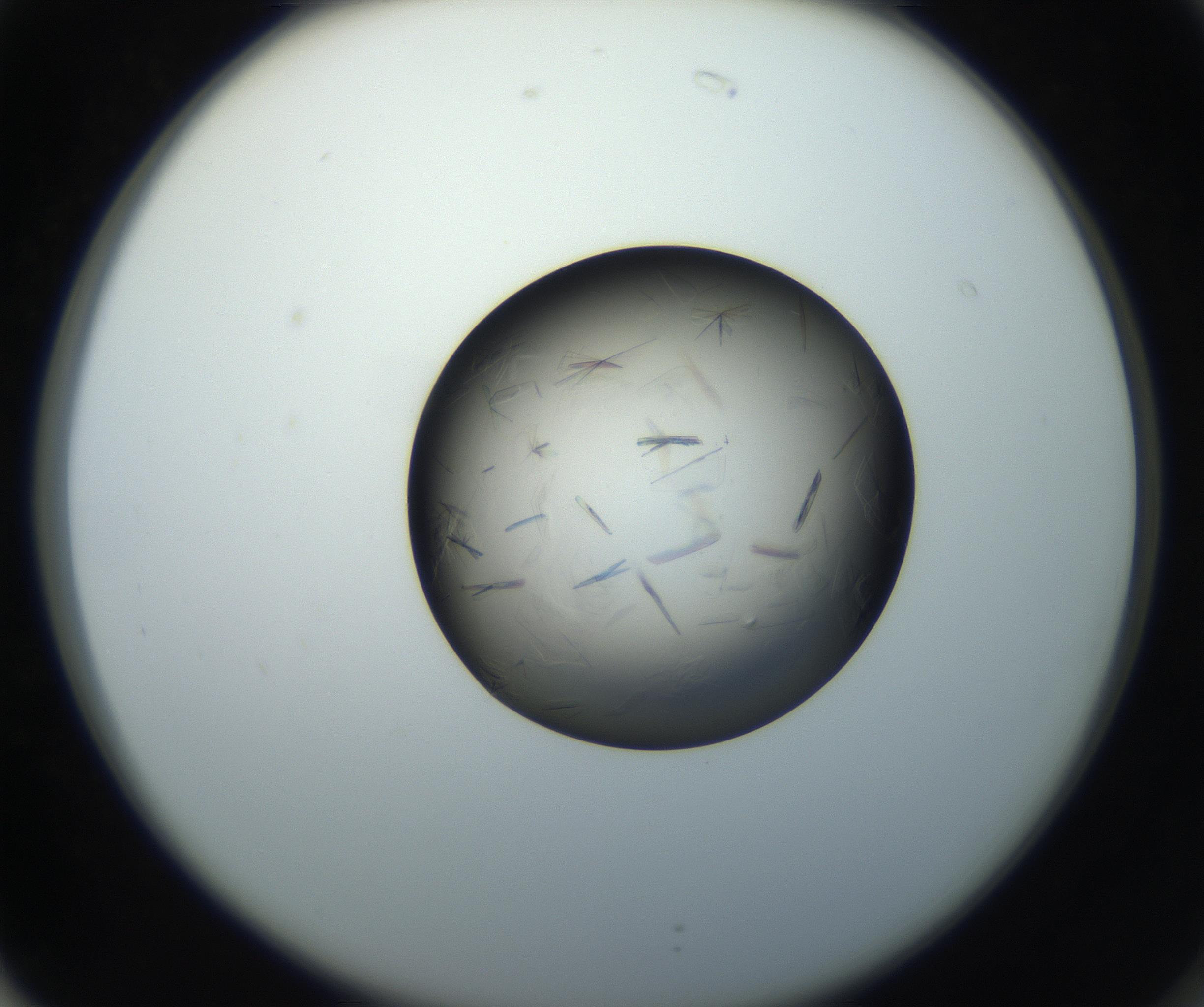 RI01_03_000_0212_Proj1_Clon1_MC_0000MC102716_004_160921_02_07_02_00_99_002_001_RAI.jpg