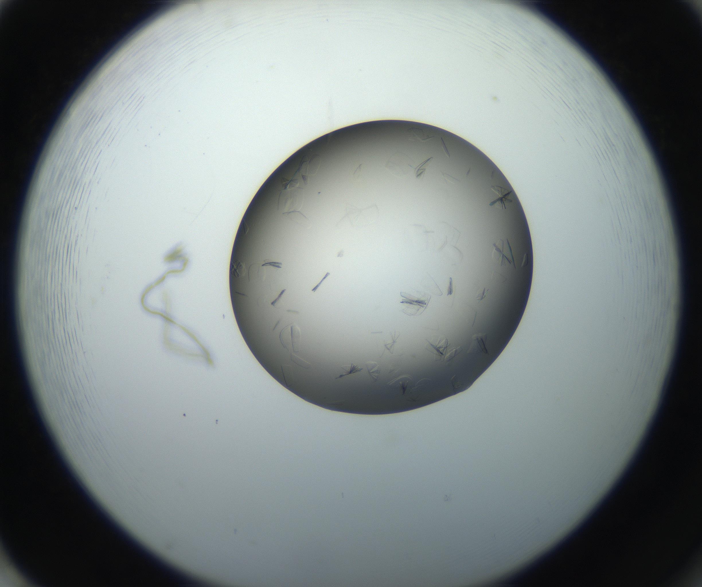 RI01_03_000_0212_Proj1_Clon1_MC_0000MC102716_004_160921_02_08_02_00_99_002_001_RAI.jpg