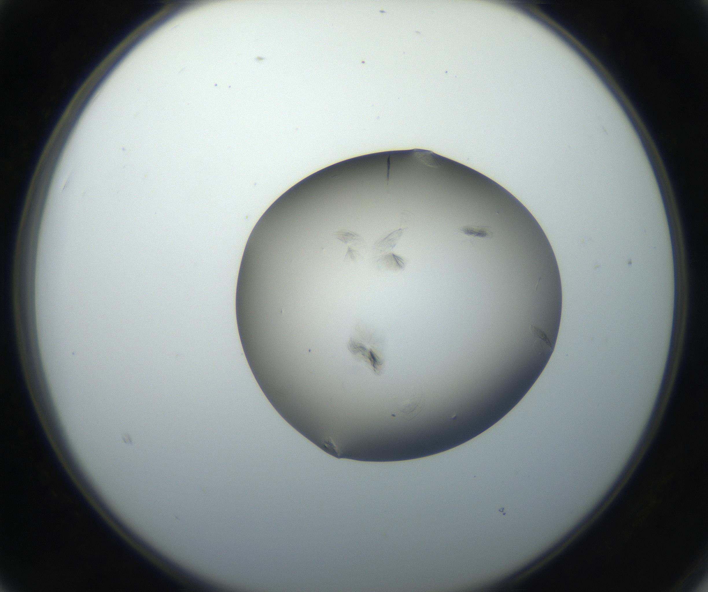 RI01_03_000_0212_Proj1_Clon1_MC_0000MC102716_004_160921_03_02_02_00_99_002_001_RAI.jpg