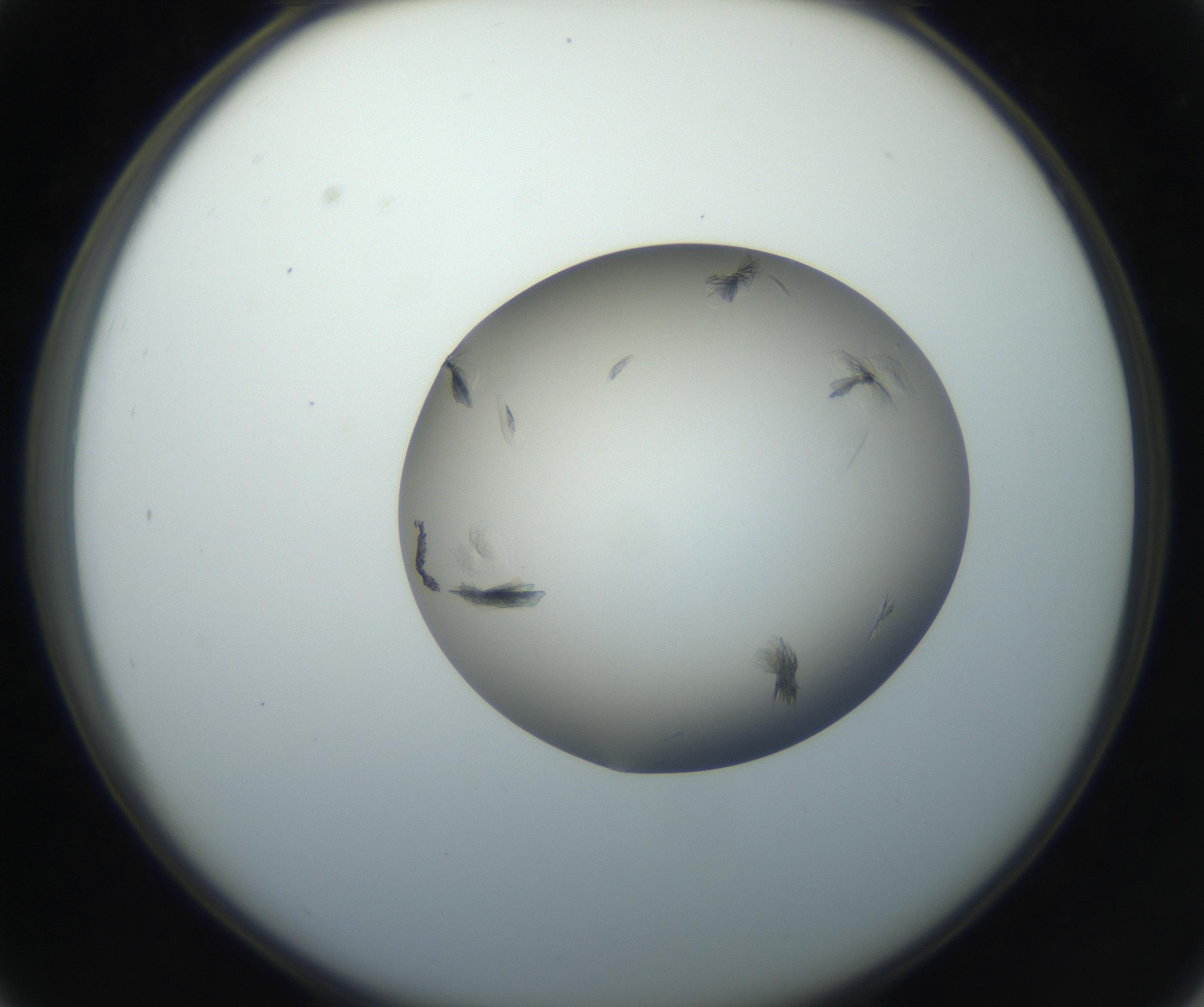 RI01_03_000_0212_Proj1_Clon1_MC_0000MC102716_004_160921_03_03_02_00_99_002_001_RAI.jpg