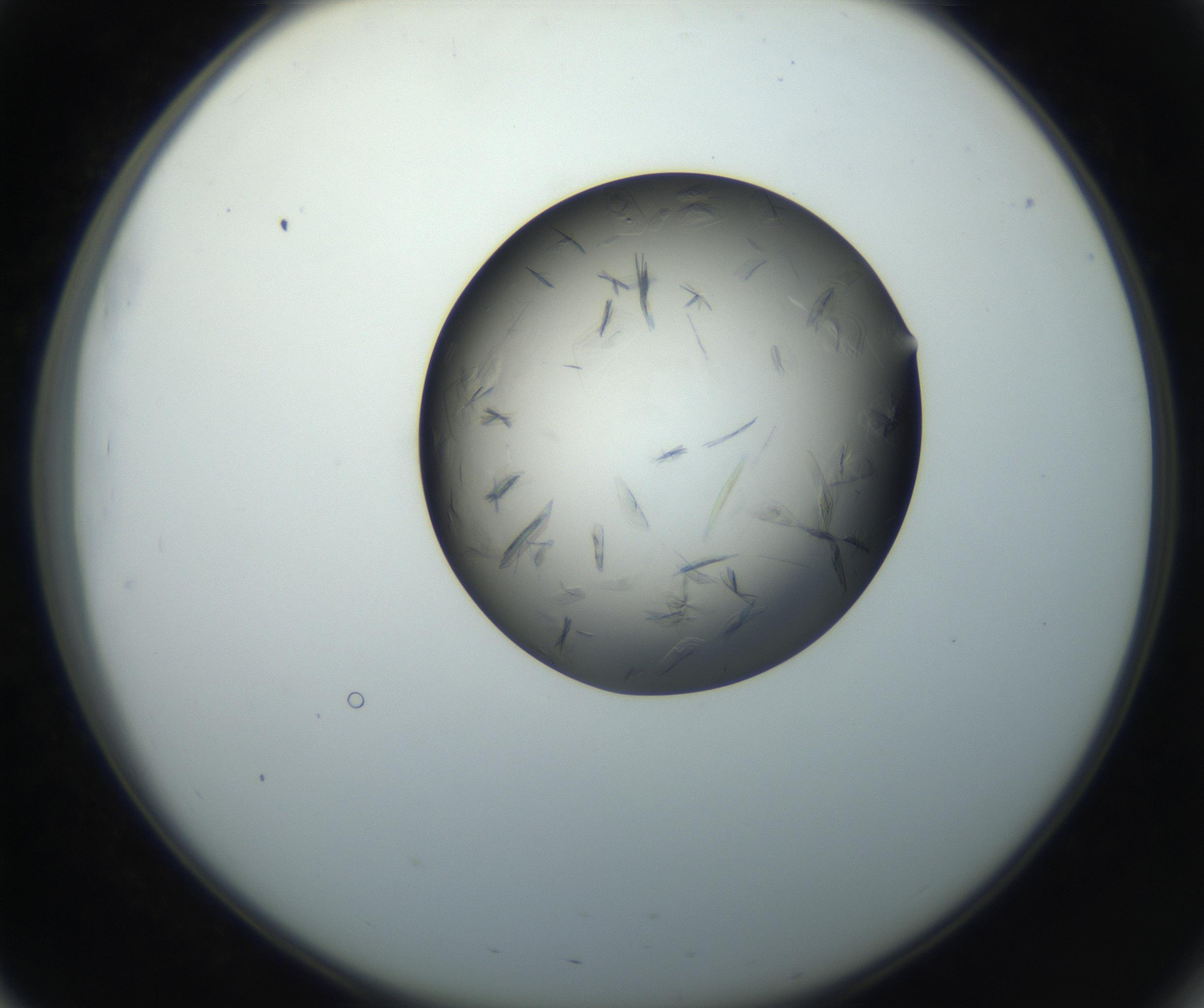 RI01_03_000_0212_Proj1_Clon1_MC_0000MC102716_004_160921_03_05_02_00_99_002_001_RAI.jpg