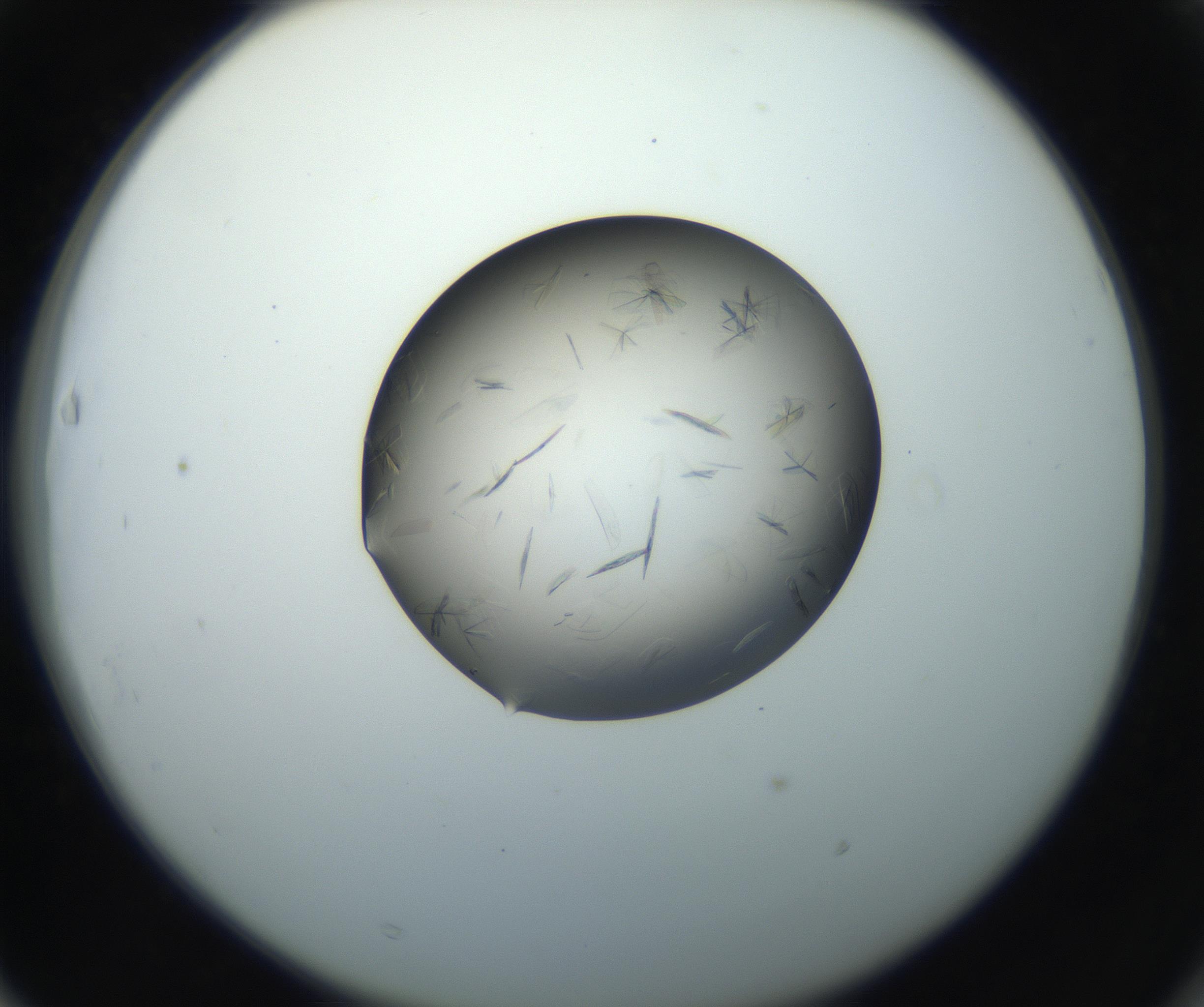 RI01_03_000_0212_Proj1_Clon1_MC_0000MC102716_004_160921_03_06_02_00_99_002_001_RAI.jpg