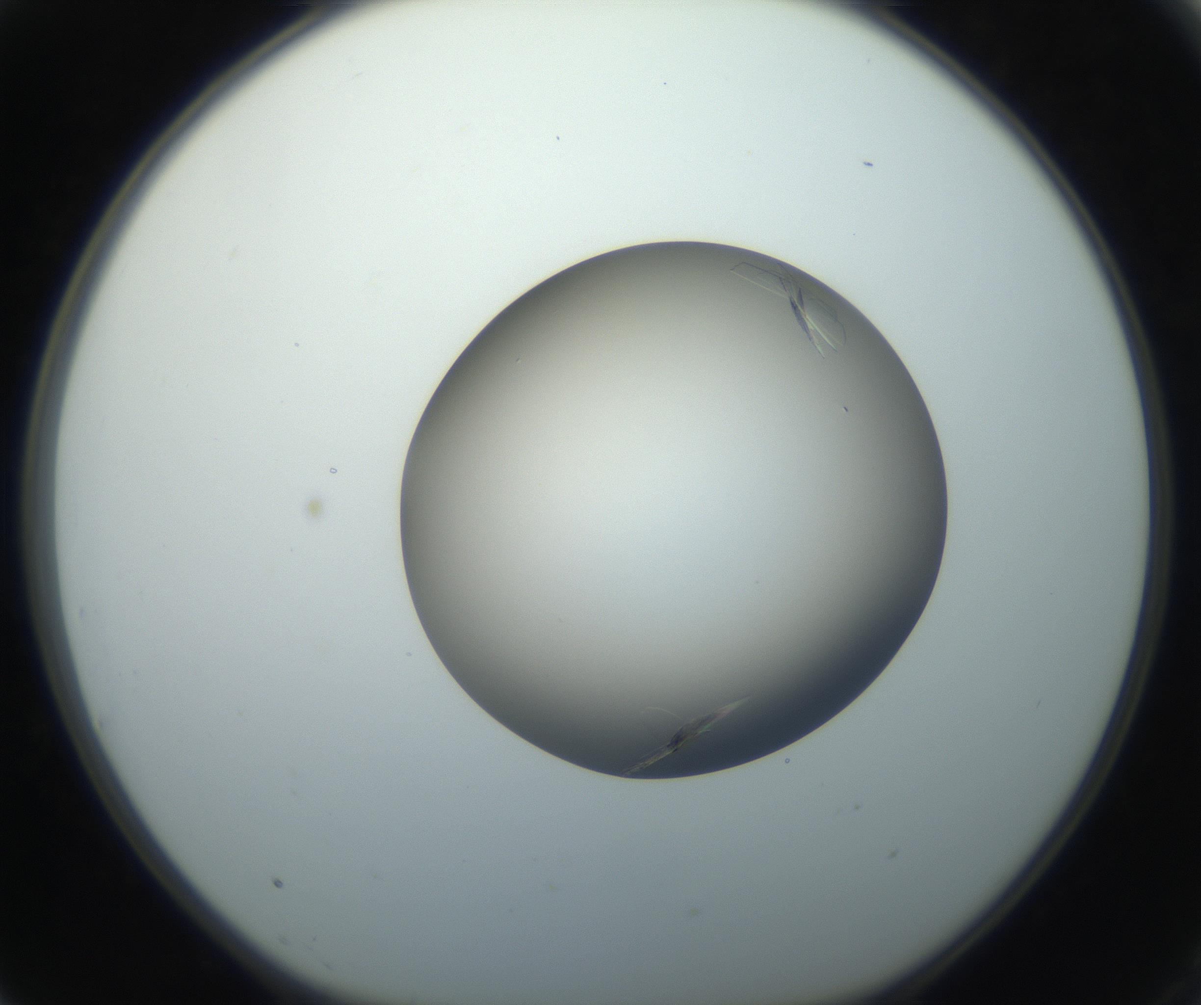 RI01_03_000_0212_Proj1_Clon1_MC_0000MC102716_004_160921_03_07_01_00_99_002_001_RAI.jpg