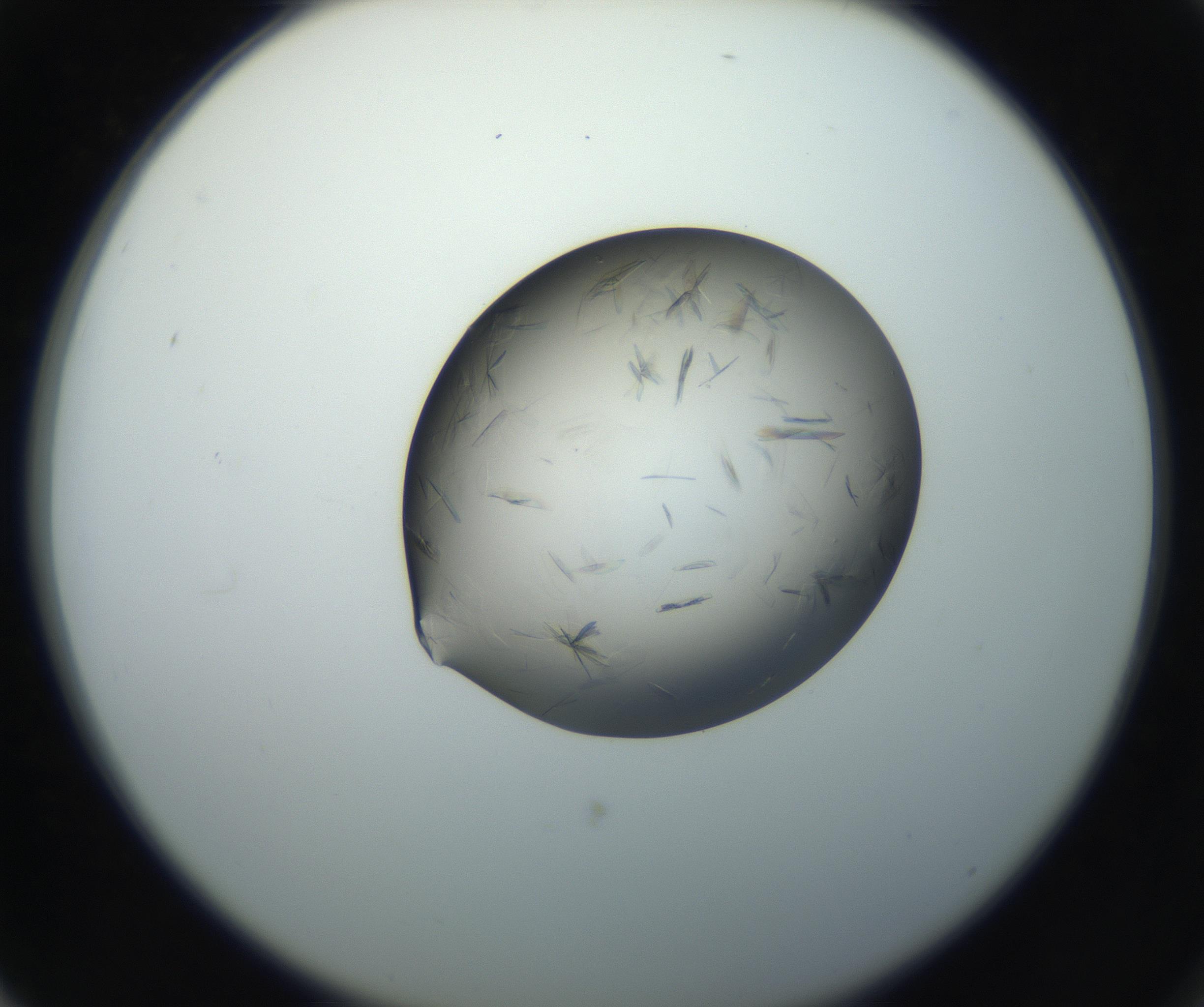 RI01_03_000_0212_Proj1_Clon1_MC_0000MC102716_004_160921_03_07_02_00_99_002_001_RAI.jpg