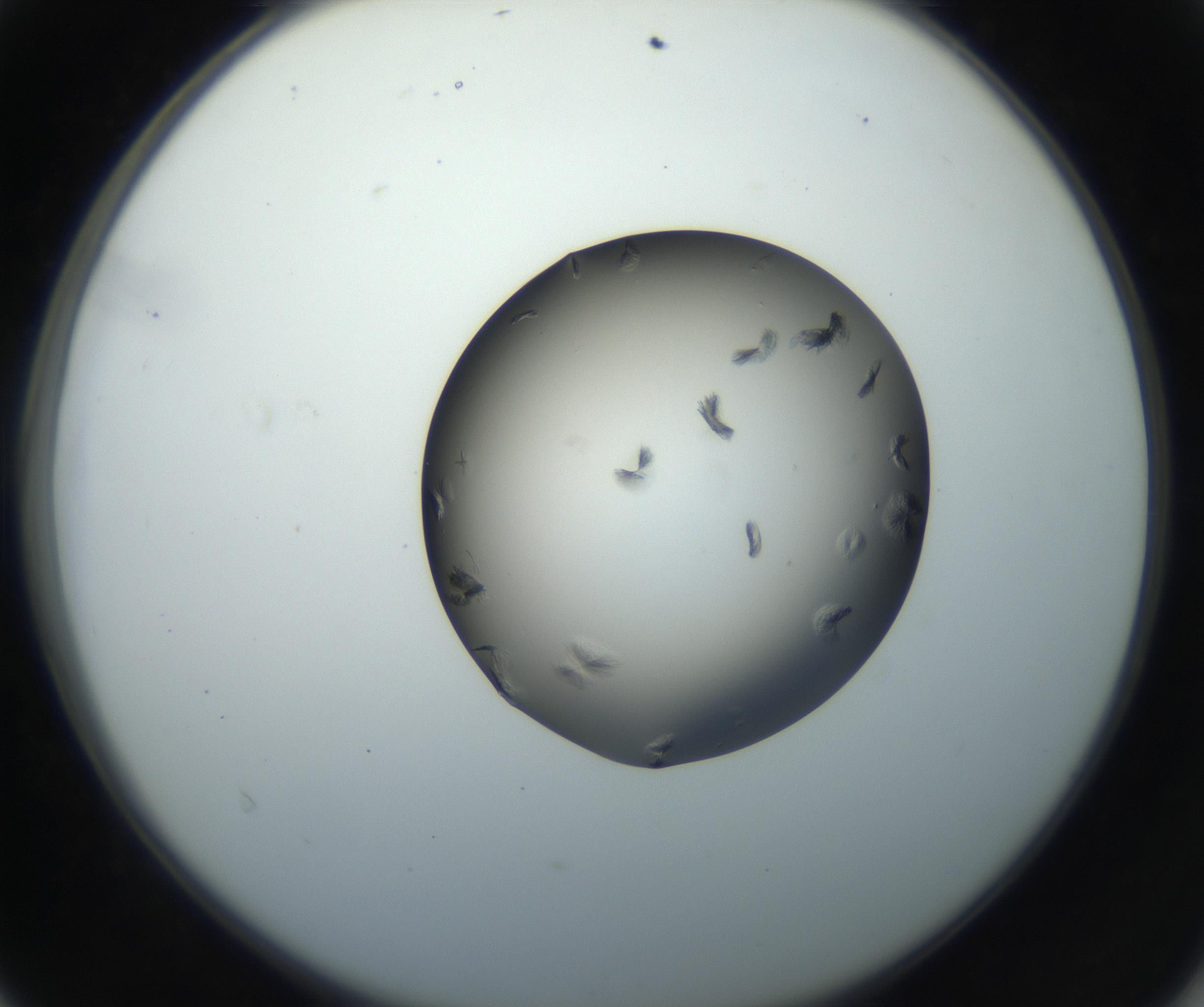RI01_03_000_0212_Proj1_Clon1_MC_0000MC102716_004_160921_04_04_02_00_99_002_001_RAI.jpg