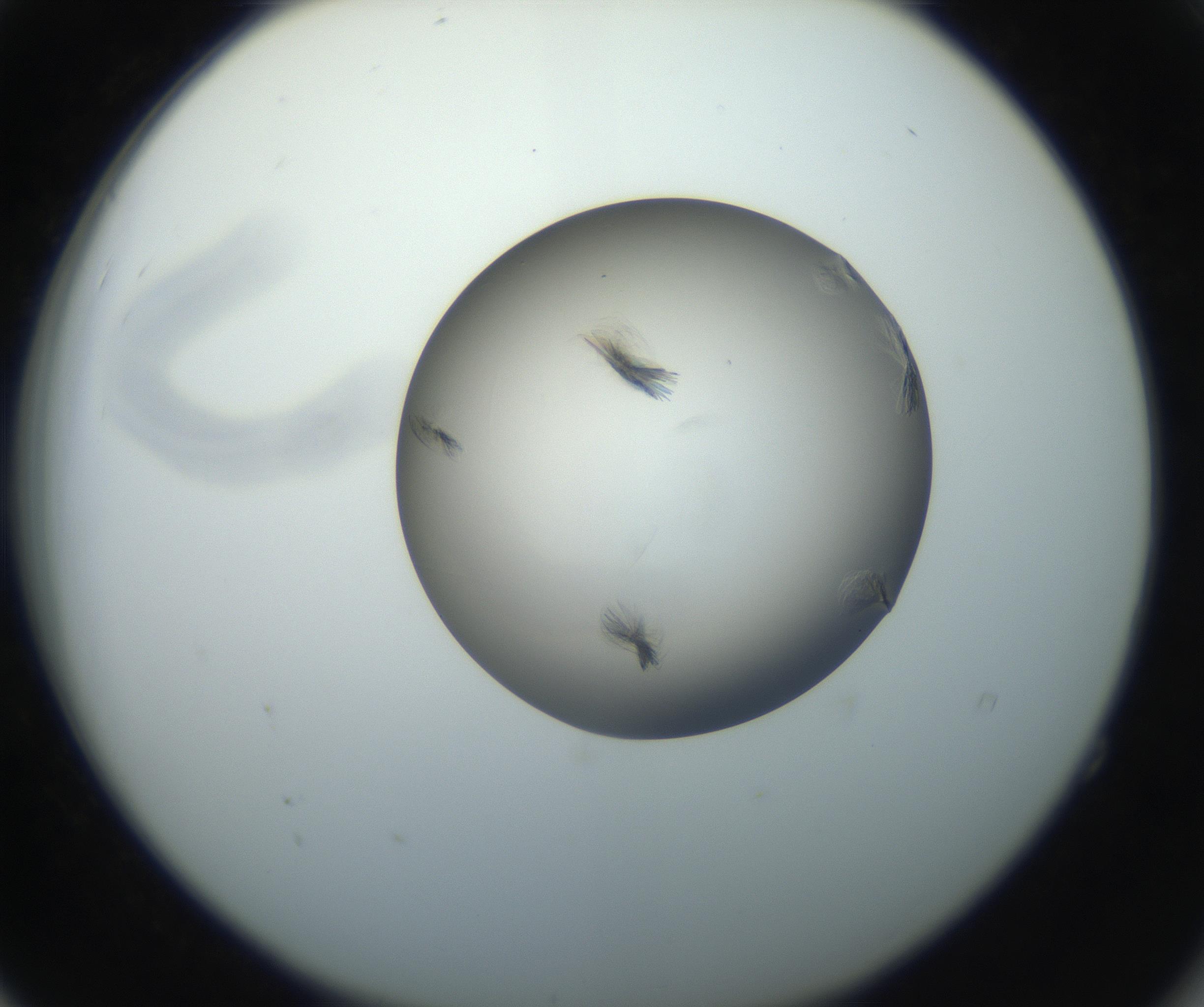 RI01_03_000_0212_Proj1_Clon1_MC_0000MC102716_004_160921_04_05_02_00_99_002_001_RAI.jpg