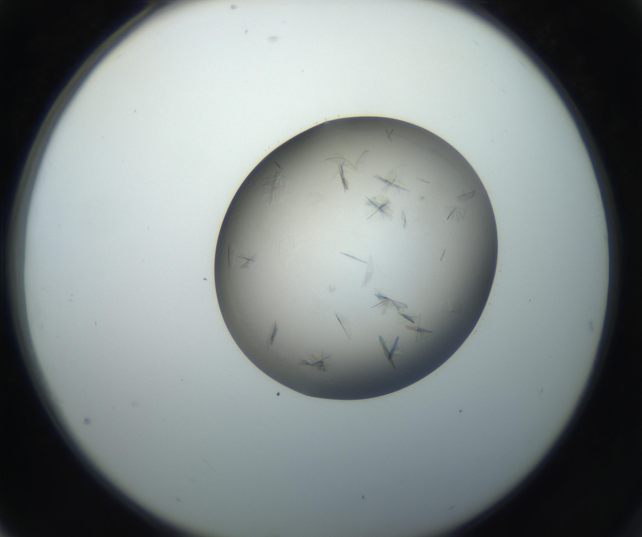RI01_03_000_0212_Proj1_Clon1_MC_0000MC102716_004_160921_04_07_02_00_99_002_001_RAI.jpg