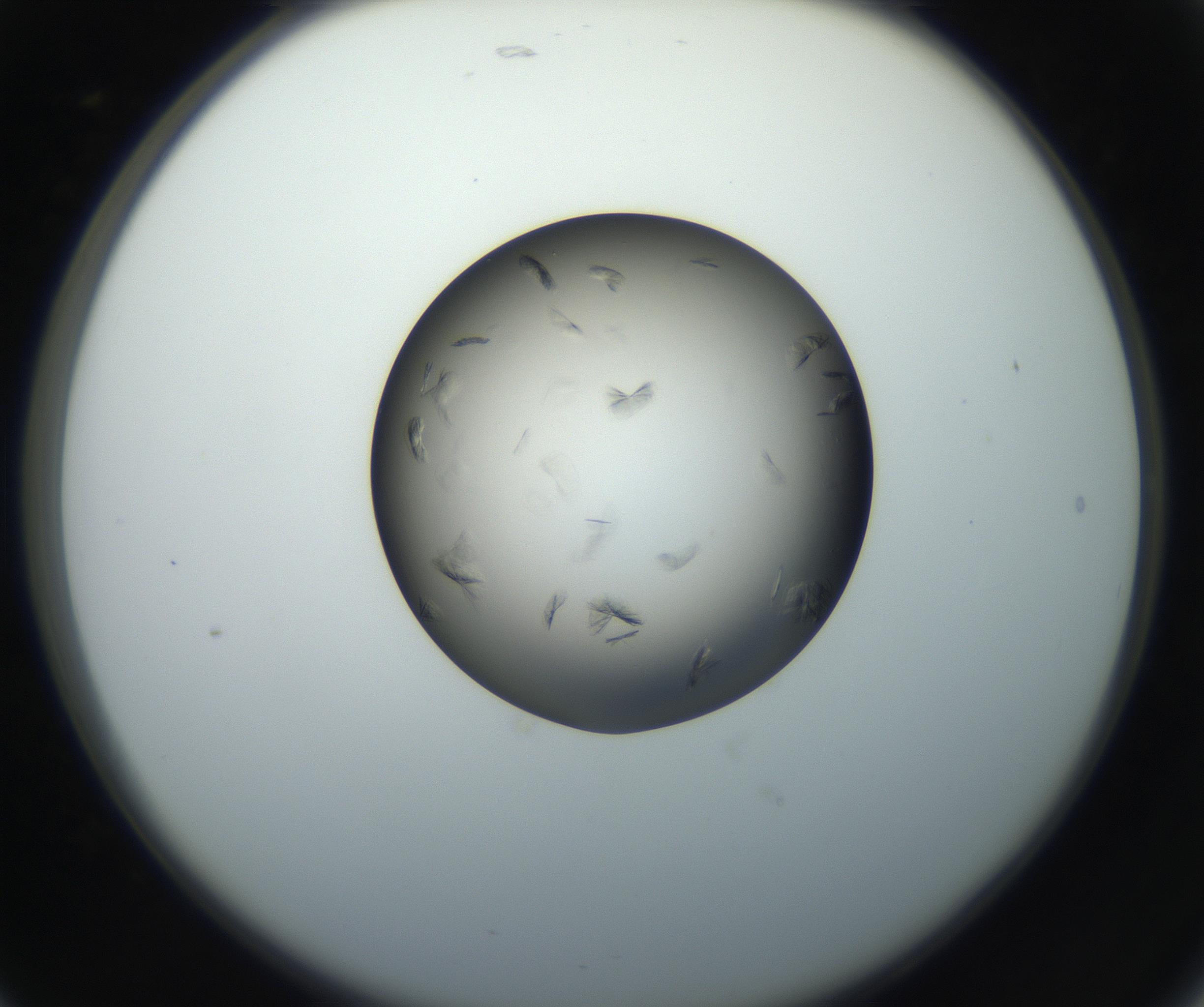 RI01_03_000_0212_Proj1_Clon1_MC_0000MC102716_004_160921_05_02_02_00_99_002_001_RAI.jpg