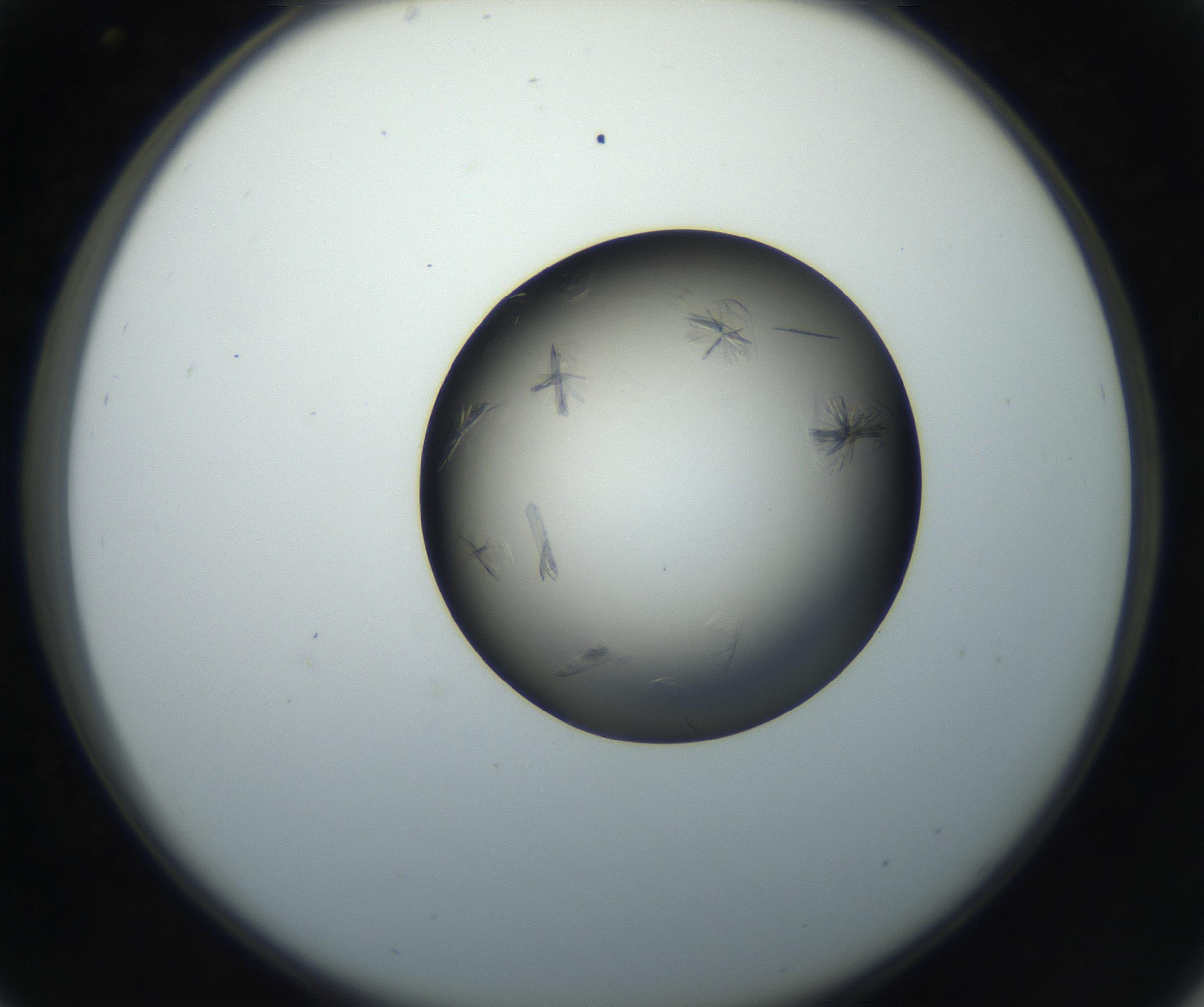 RI01_03_000_0212_Proj1_Clon1_MC_0000MC102716_004_160921_05_03_02_00_99_002_001_RAI.jpg