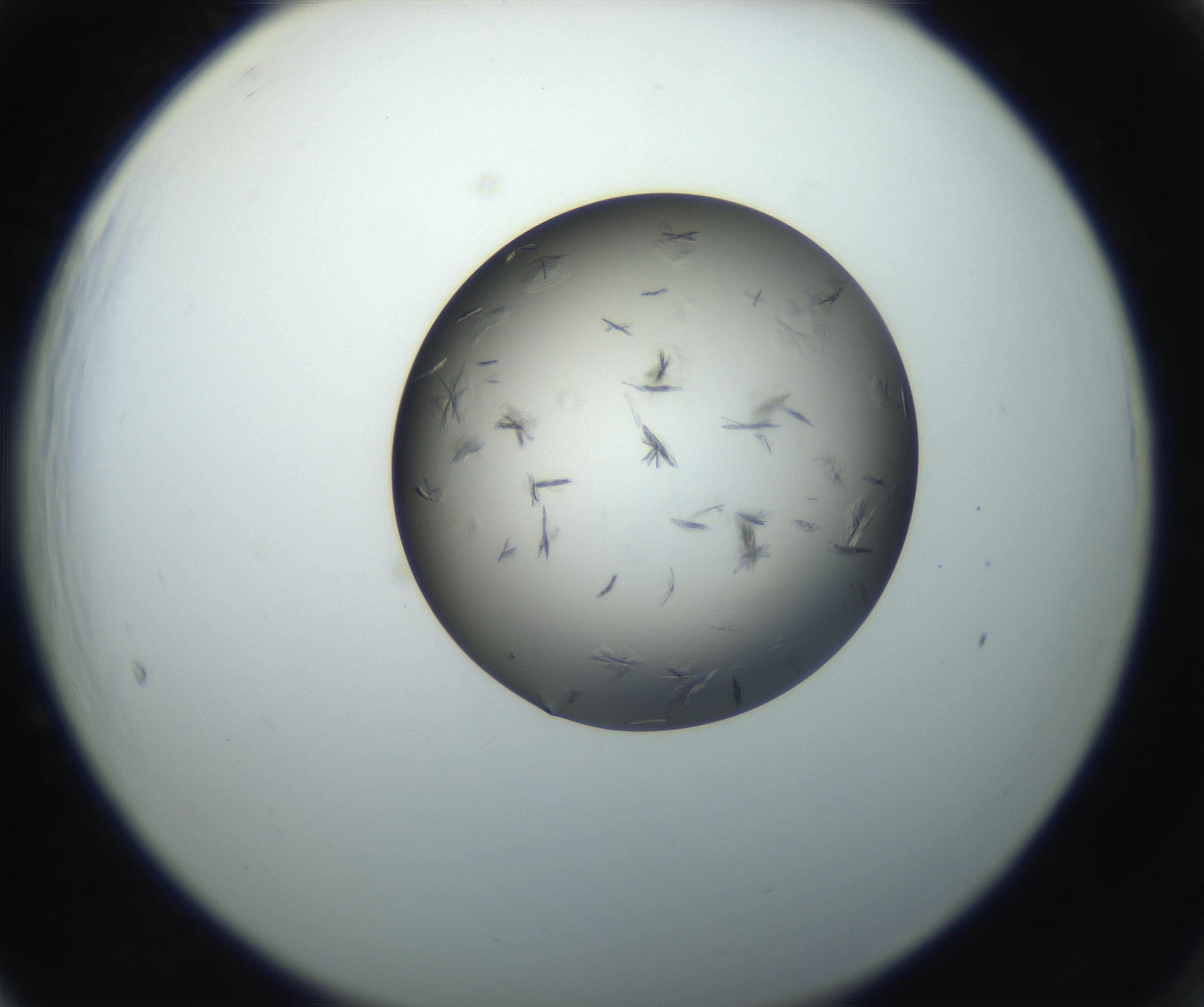 RI01_03_000_0212_Proj1_Clon1_MC_0000MC102716_004_160921_05_06_02_00_99_002_001_RAI.jpg