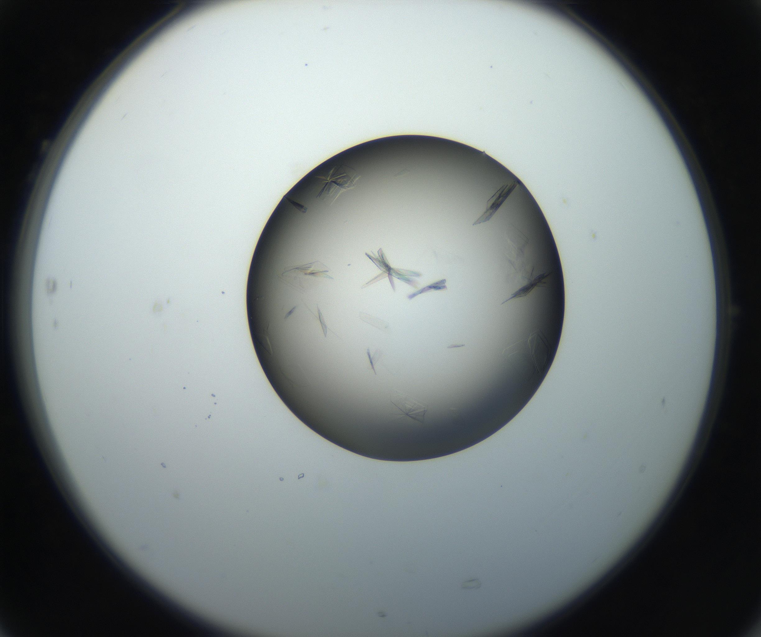 RI01_03_000_0212_Proj1_Clon1_MC_0000MC102716_004_160921_05_07_02_00_99_002_001_RAI.jpg