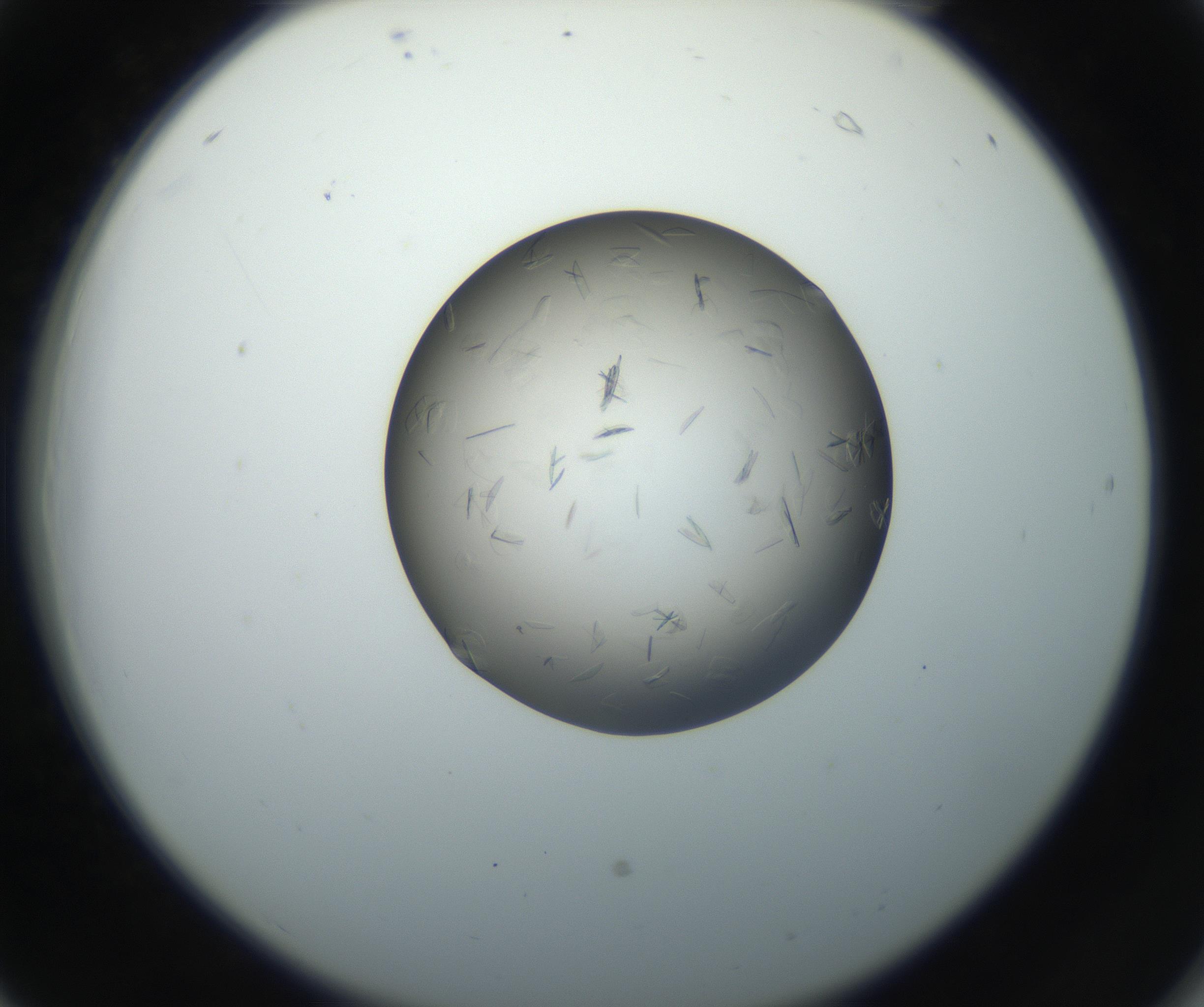 RI01_03_000_0212_Proj1_Clon1_MC_0000MC102716_004_160921_06_02_02_00_99_002_001_RAI.jpg