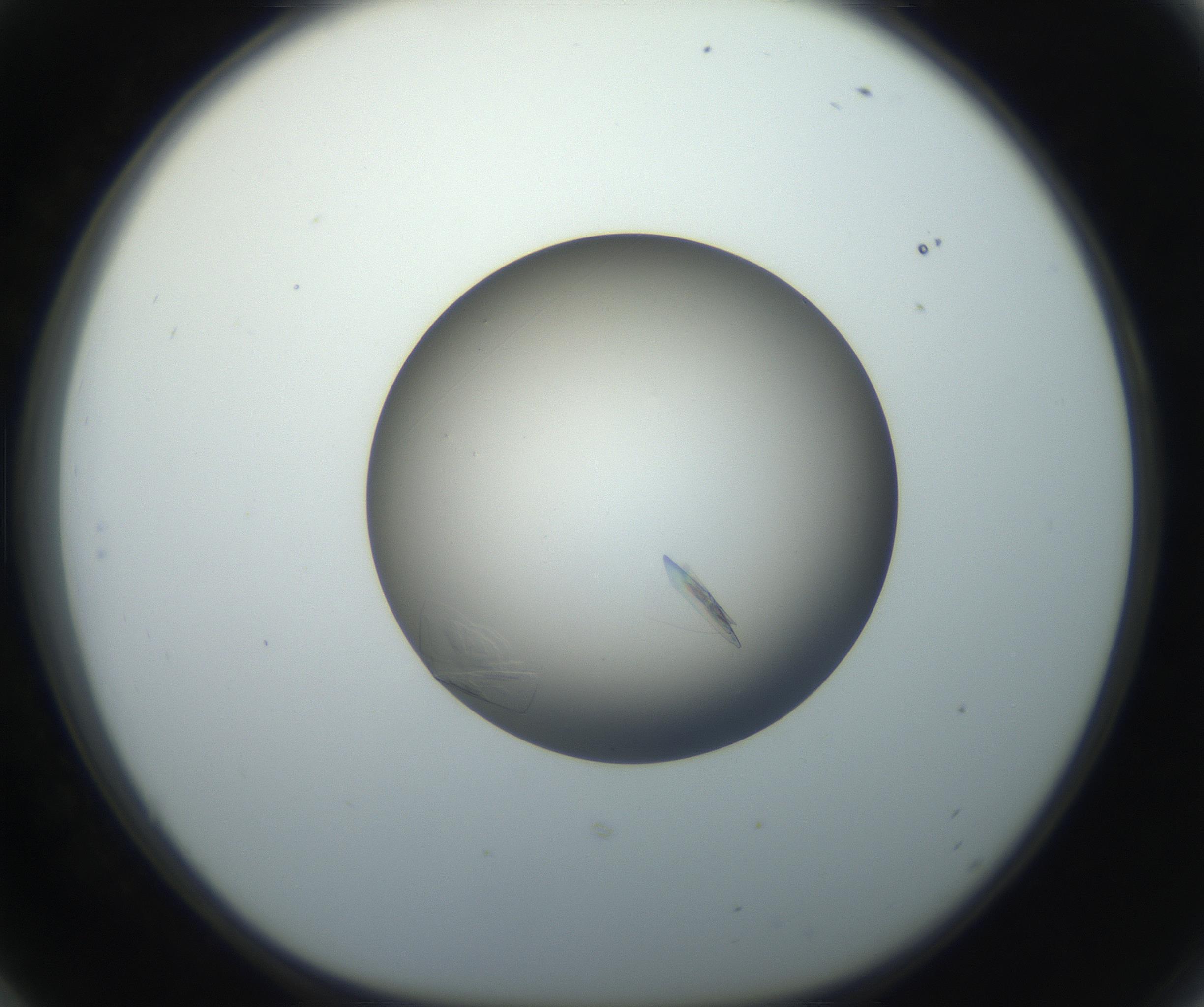 RI01_03_000_0212_Proj1_Clon1_MC_0000MC102716_004_160921_06_05_01_00_99_002_001_RAI.jpg