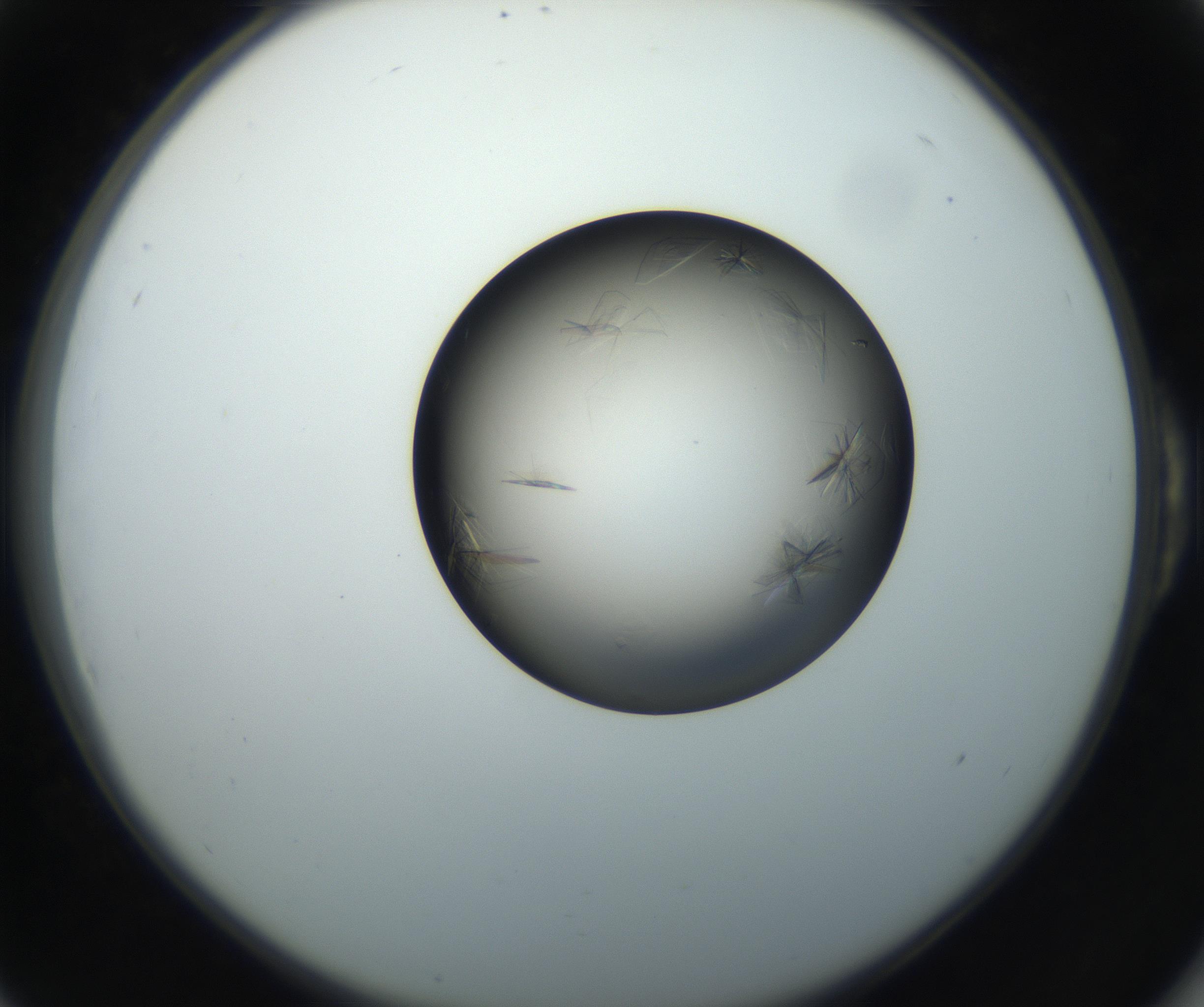 RI01_03_000_0212_Proj1_Clon1_MC_0000MC102716_004_160921_06_05_02_00_99_002_001_RAI.jpg