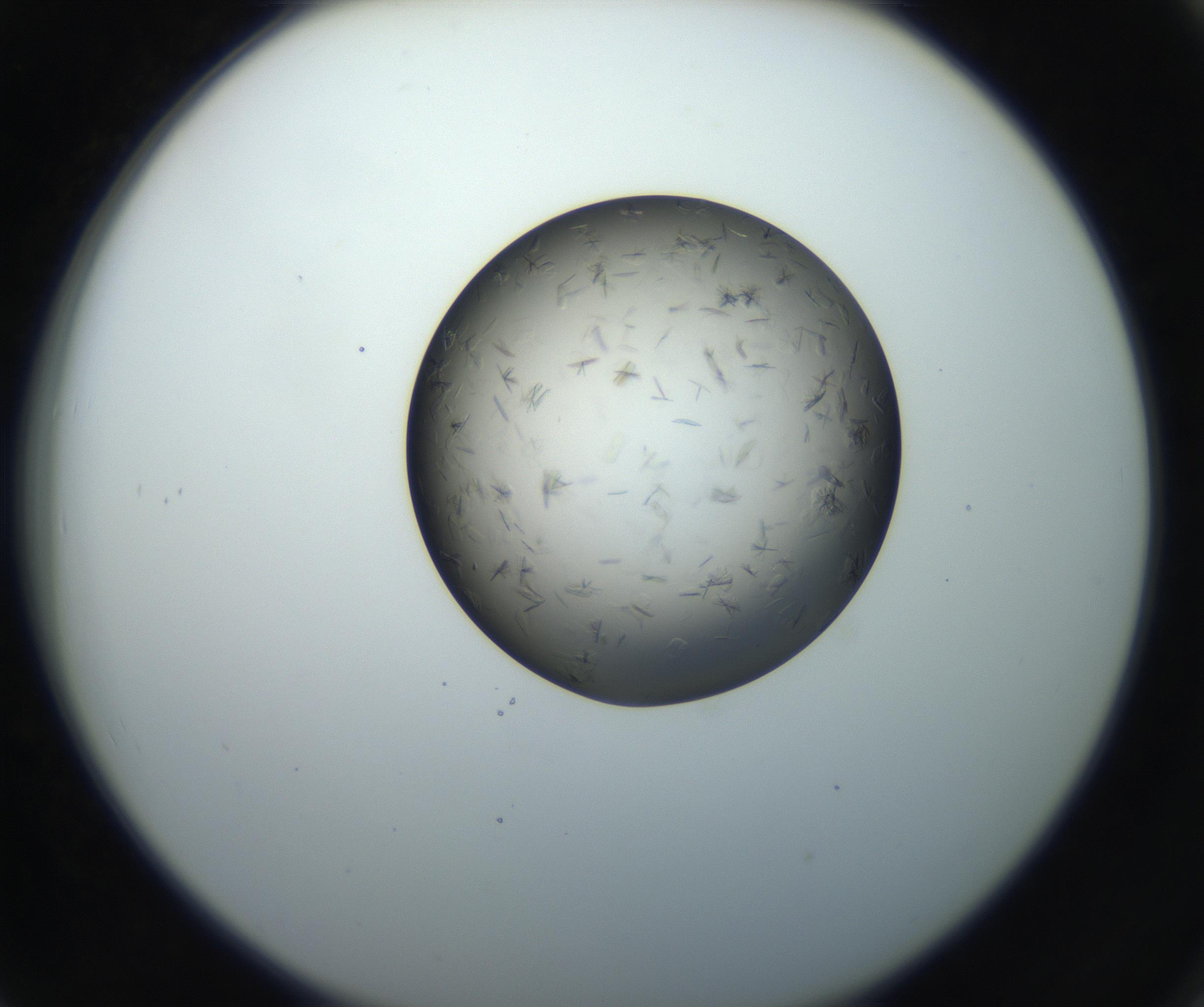 RI01_03_000_0212_Proj1_Clon1_MC_0000MC102716_004_160921_06_07_02_00_99_002_001_RAI.jpg