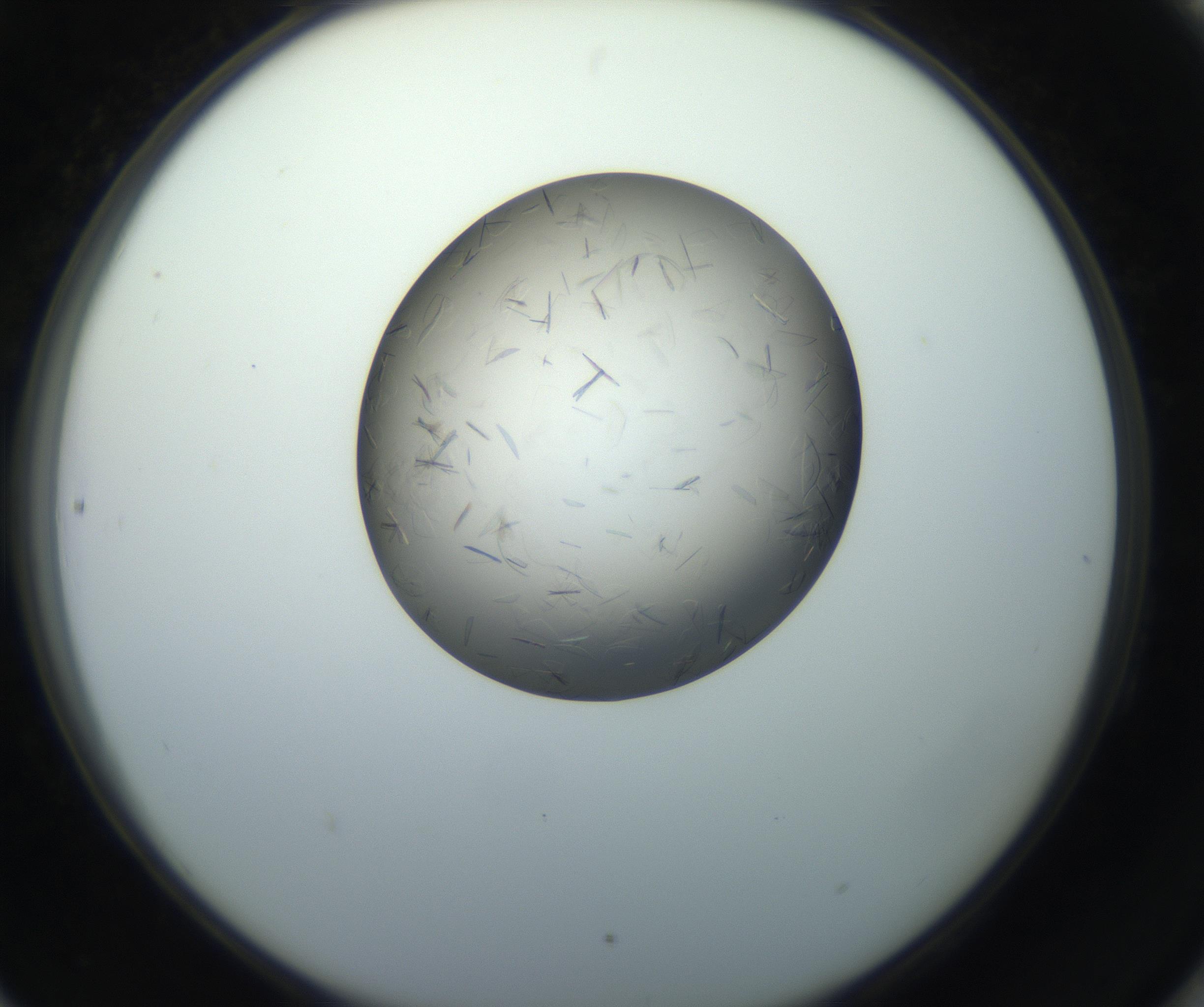 RI01_03_000_0212_Proj1_Clon1_MC_0000MC102716_004_160921_06_08_02_00_99_002_001_RAI.jpg