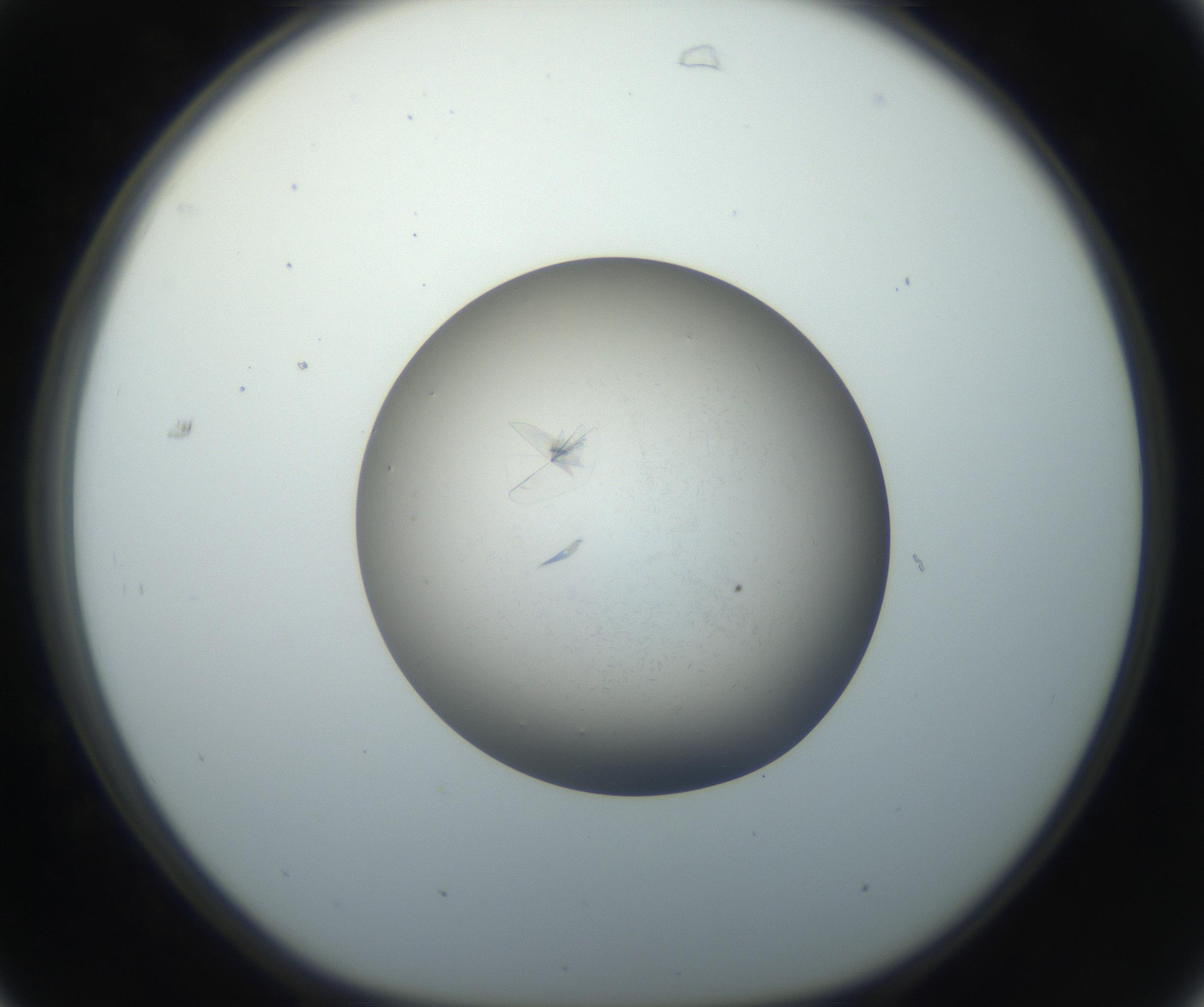 RI01_03_000_0212_Proj1_Clon1_MC_0000MC102716_004_160921_07_03_01_00_99_002_001_RAI.jpg