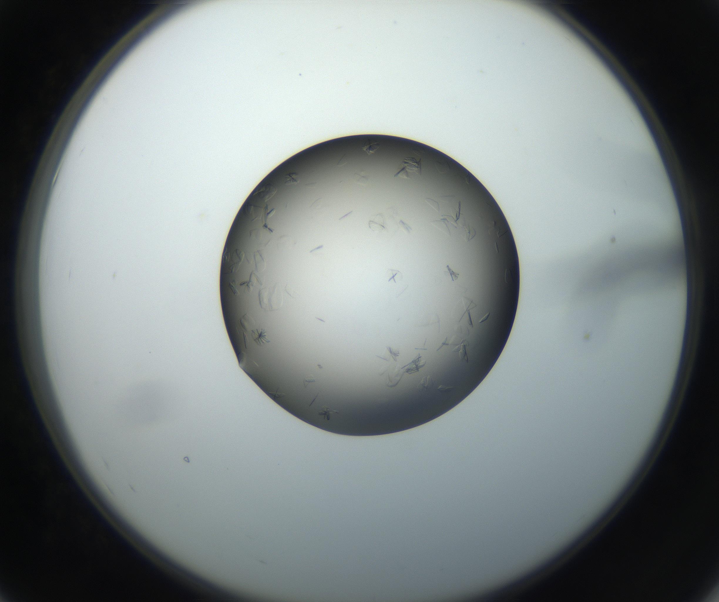 RI01_03_000_0212_Proj1_Clon1_MC_0000MC102716_004_160921_07_05_02_00_99_002_001_RAI.jpg