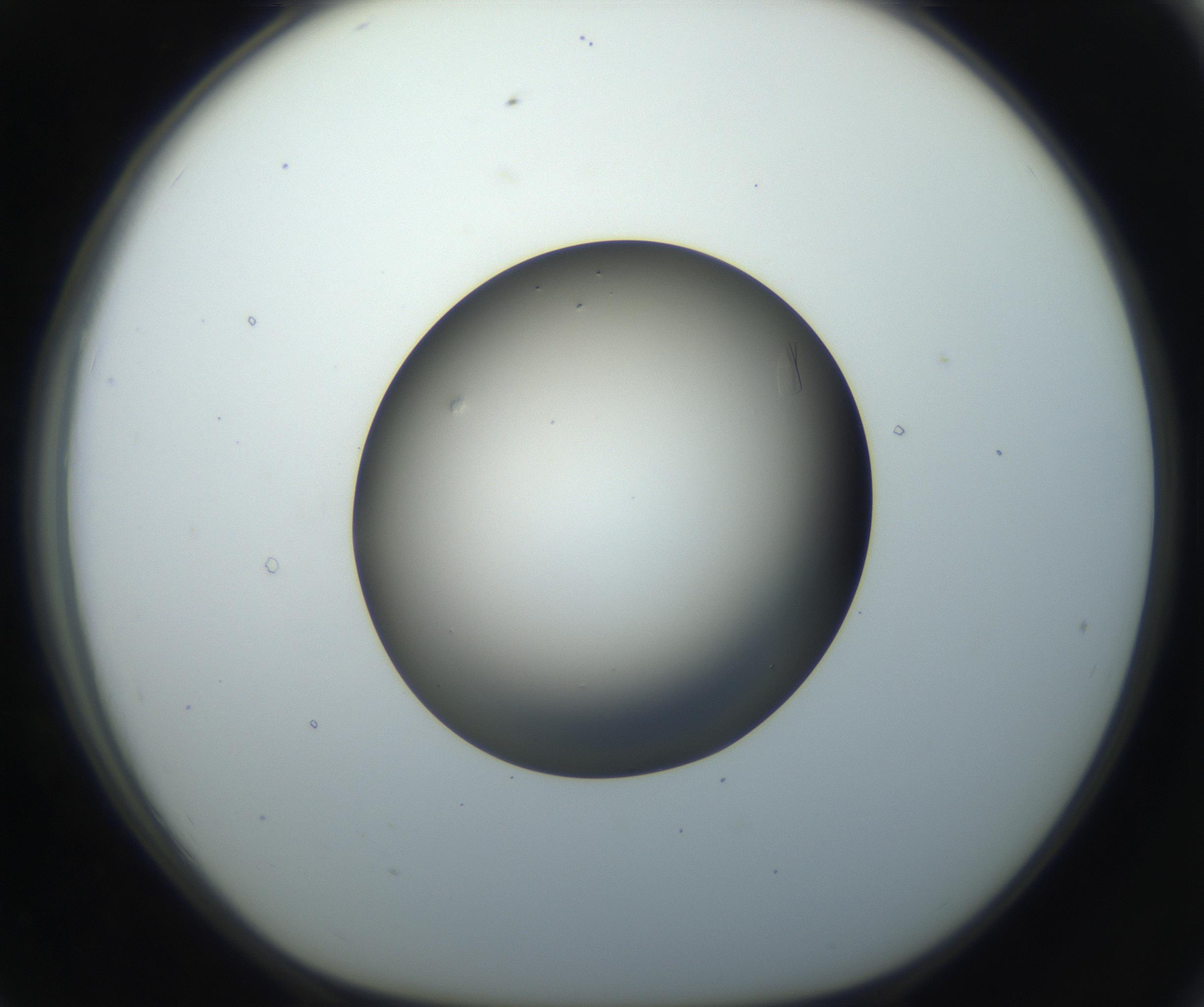 RI01_03_000_0212_Proj1_Clon1_MC_0000MC102716_004_160921_07_07_01_00_99_002_001_RAI.jpg