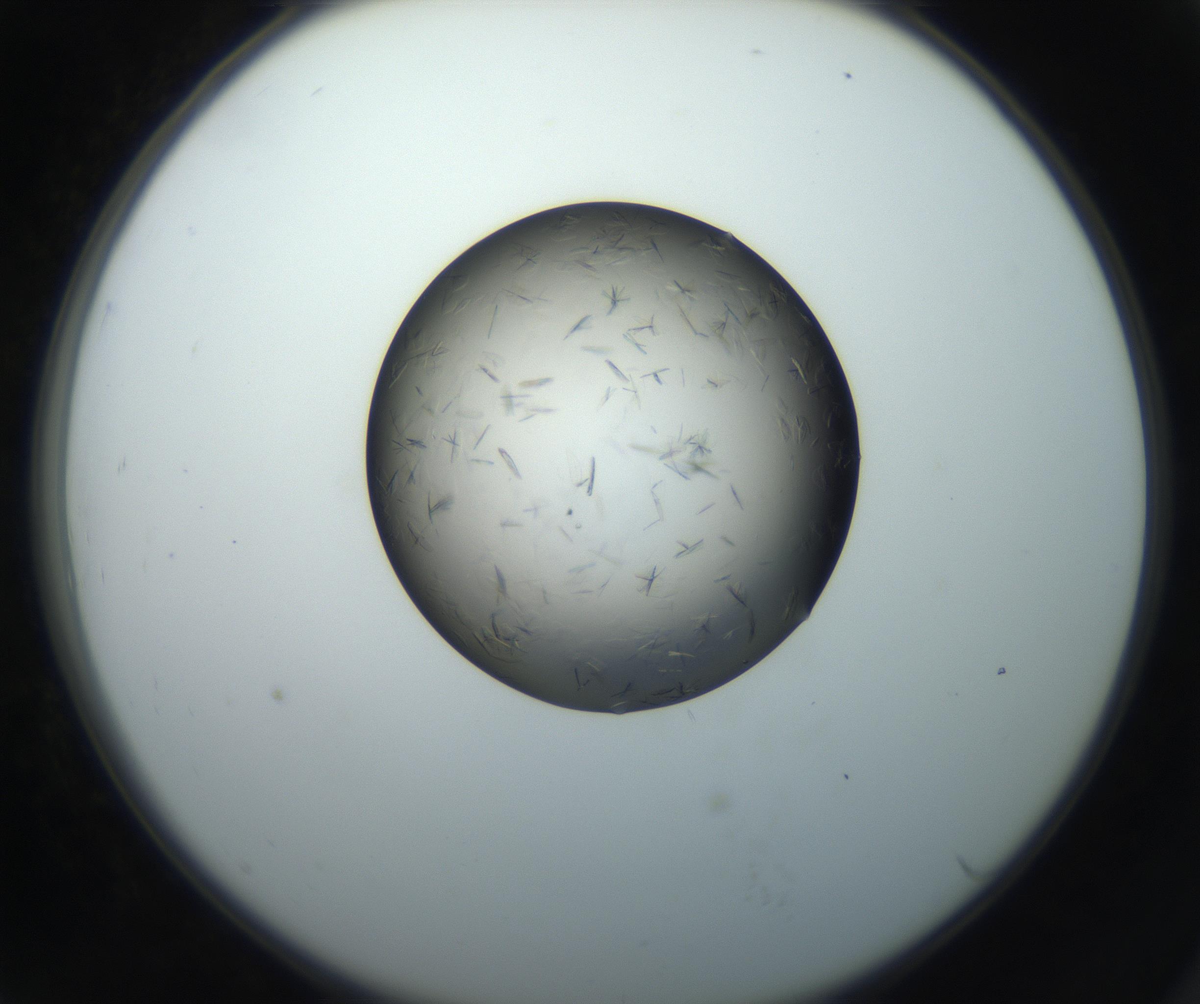 RI01_03_000_0212_Proj1_Clon1_MC_0000MC102716_004_160921_07_07_02_00_99_002_001_RAI.jpg