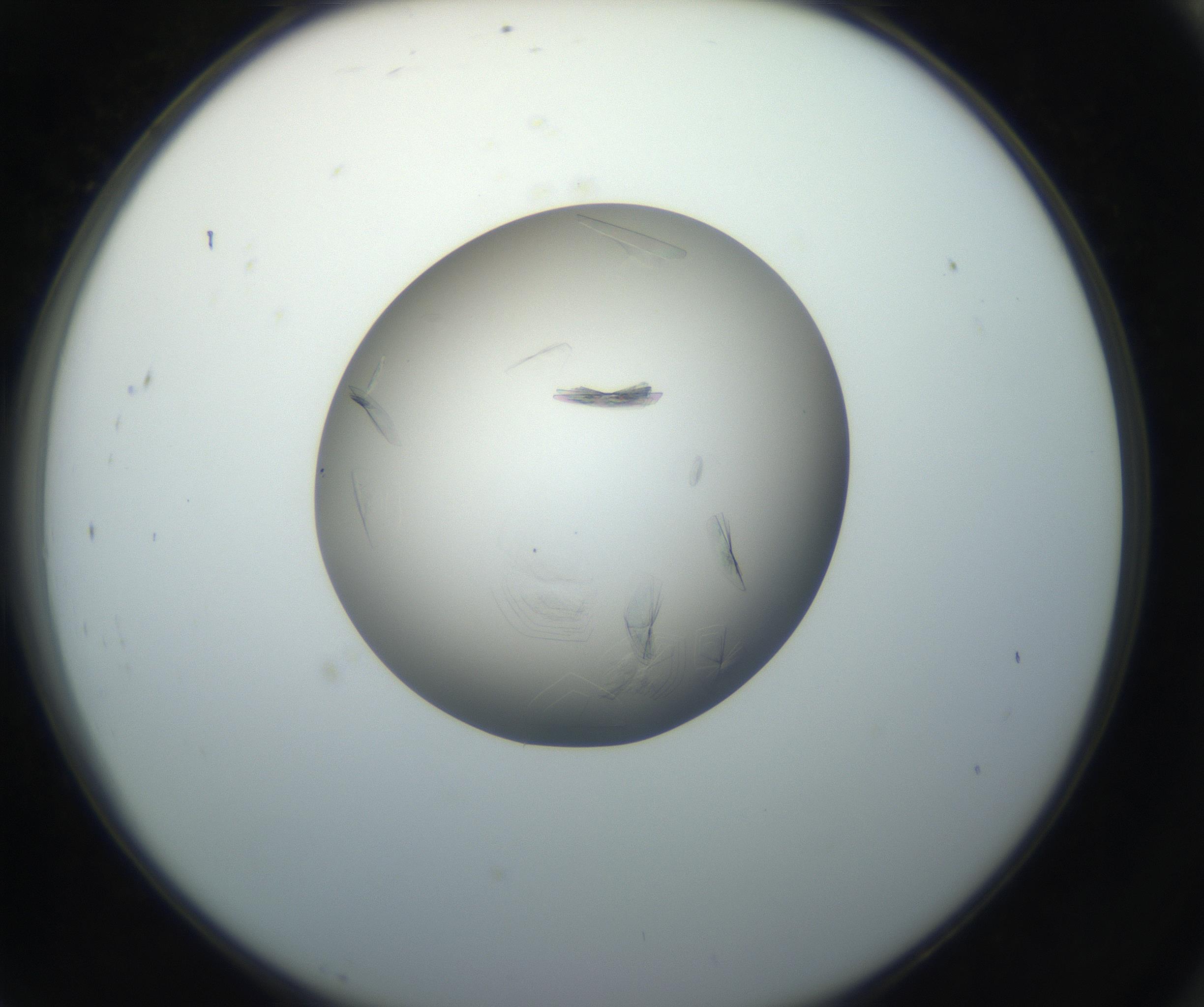 RI01_03_000_0212_Proj1_Clon1_MC_0000MC102716_004_160921_07_08_02_00_99_002_001_RAI.jpg