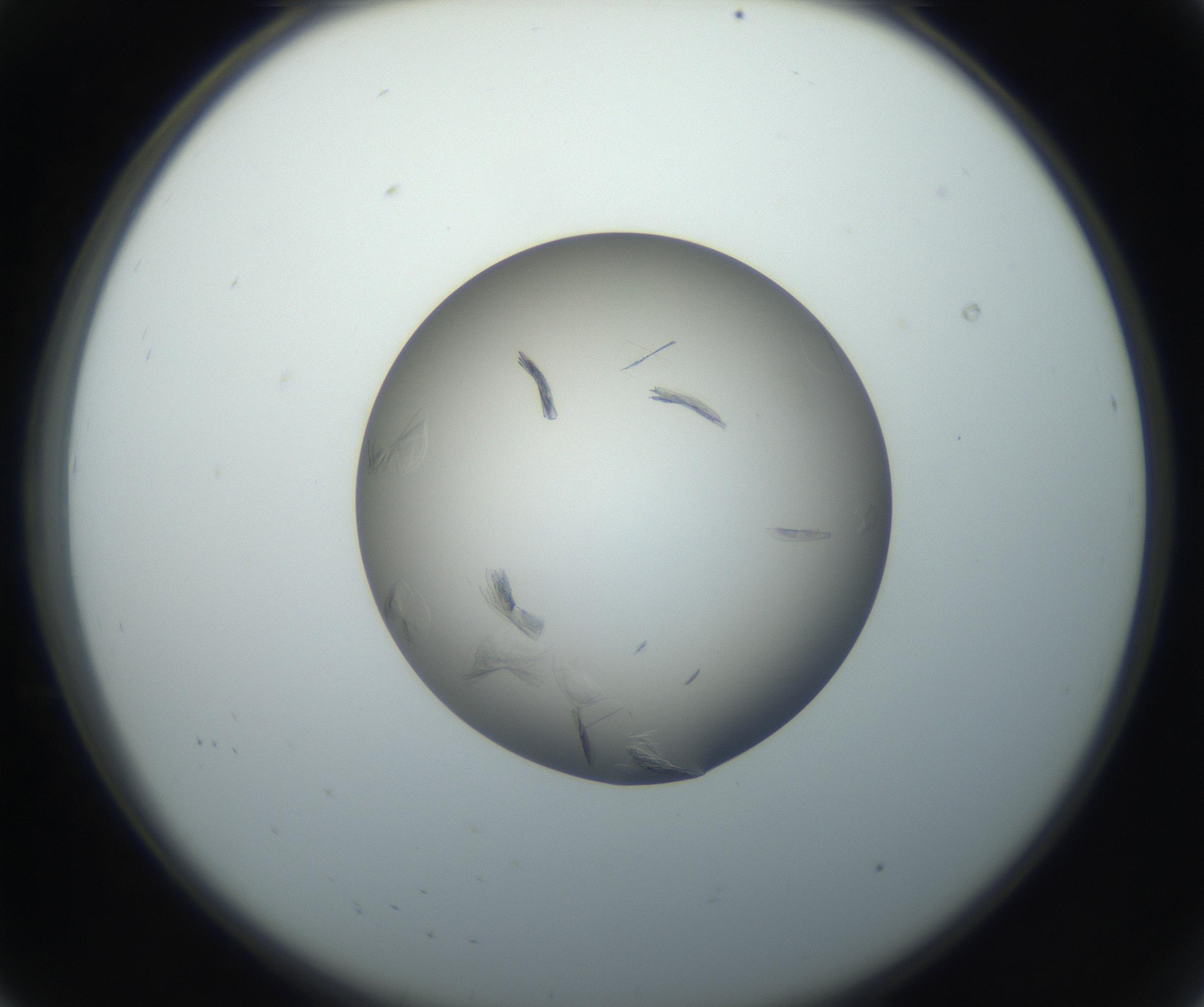RI01_03_000_0212_Proj1_Clon1_MC_0000MC102716_004_160921_08_01_02_00_99_002_001_RAI.jpg