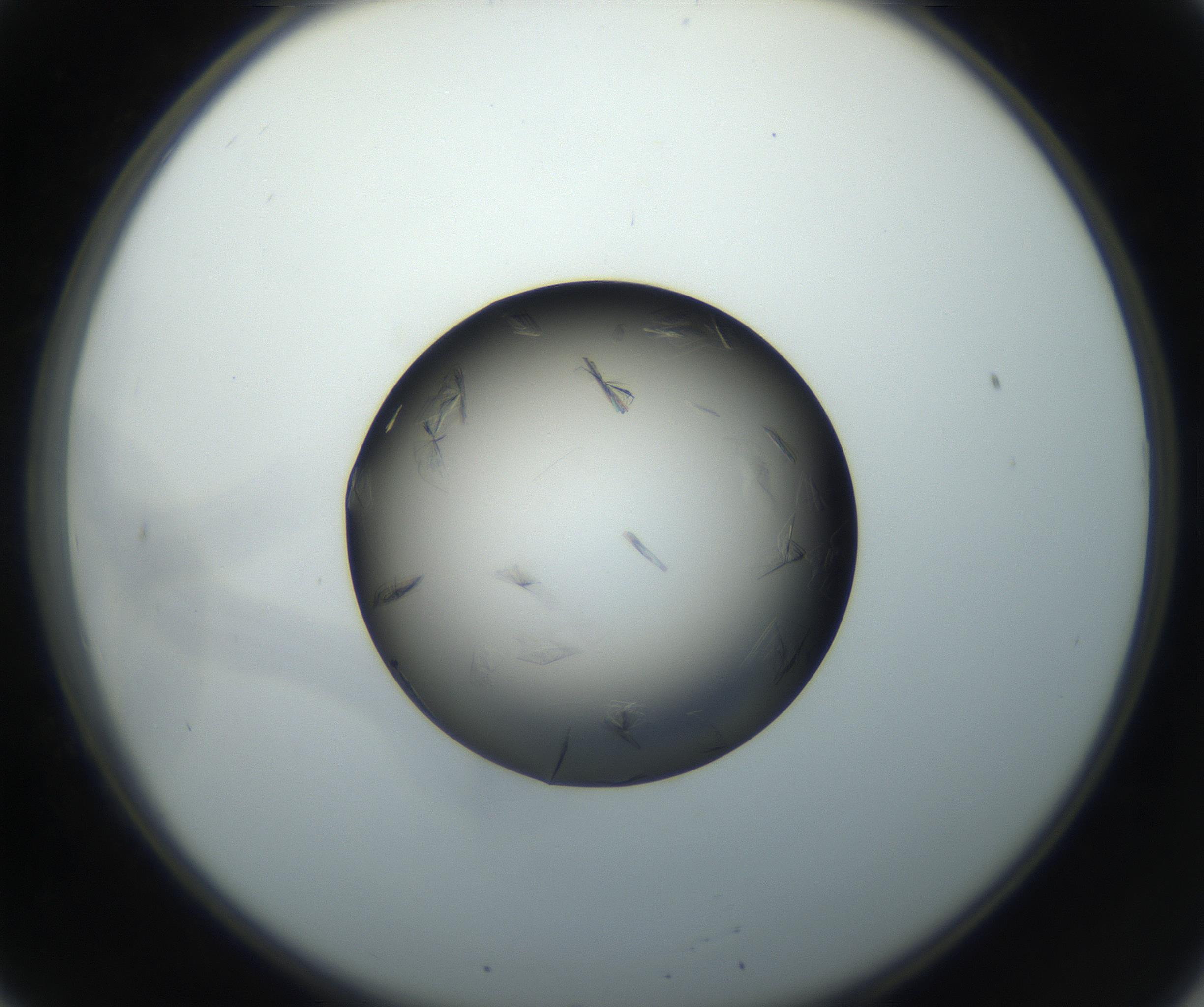 RI01_03_000_0212_Proj1_Clon1_MC_0000MC102716_004_160921_08_02_02_00_99_002_001_RAI.jpg