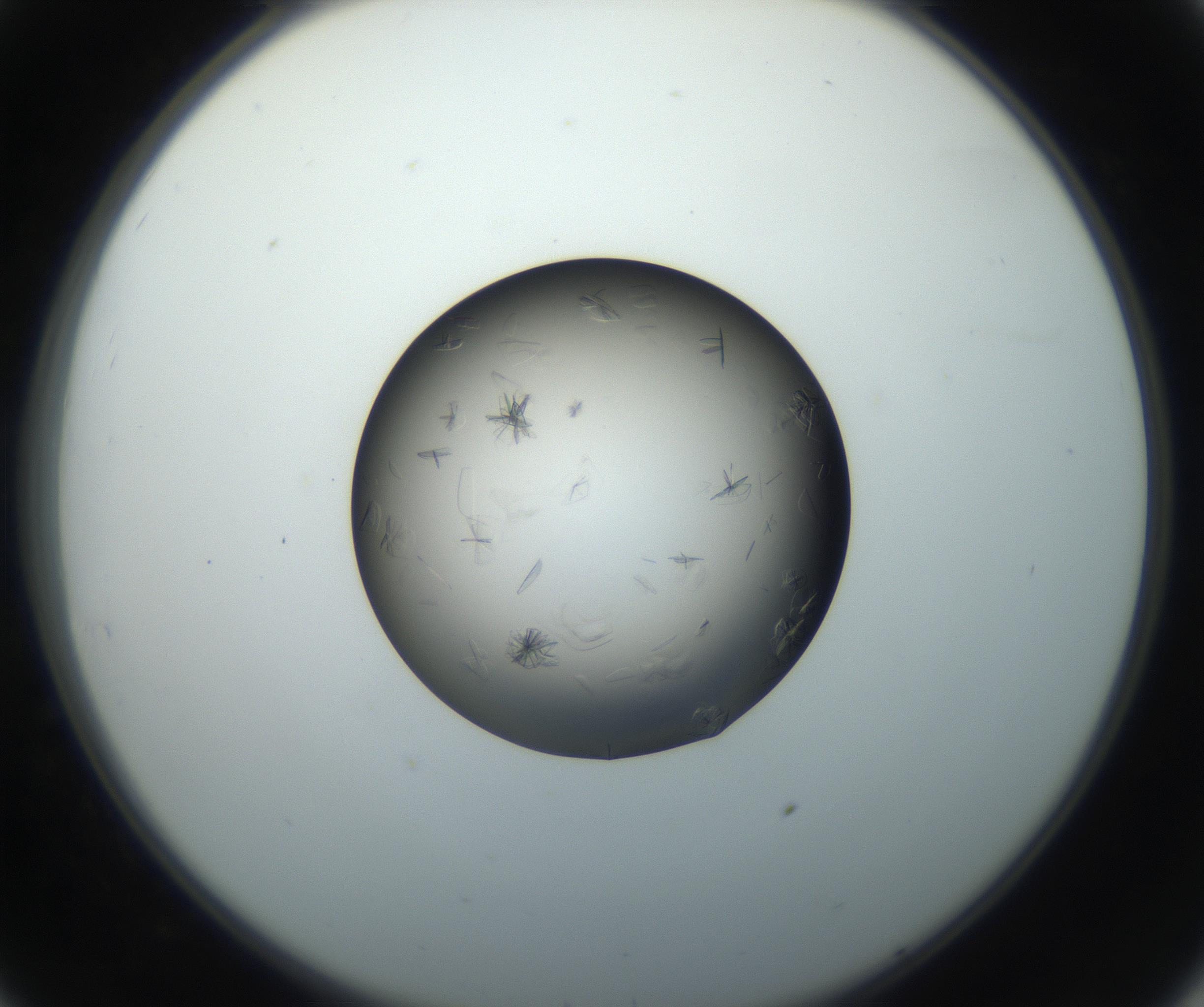 RI01_03_000_0212_Proj1_Clon1_MC_0000MC102716_004_160921_08_03_02_00_99_002_001_RAI.jpg