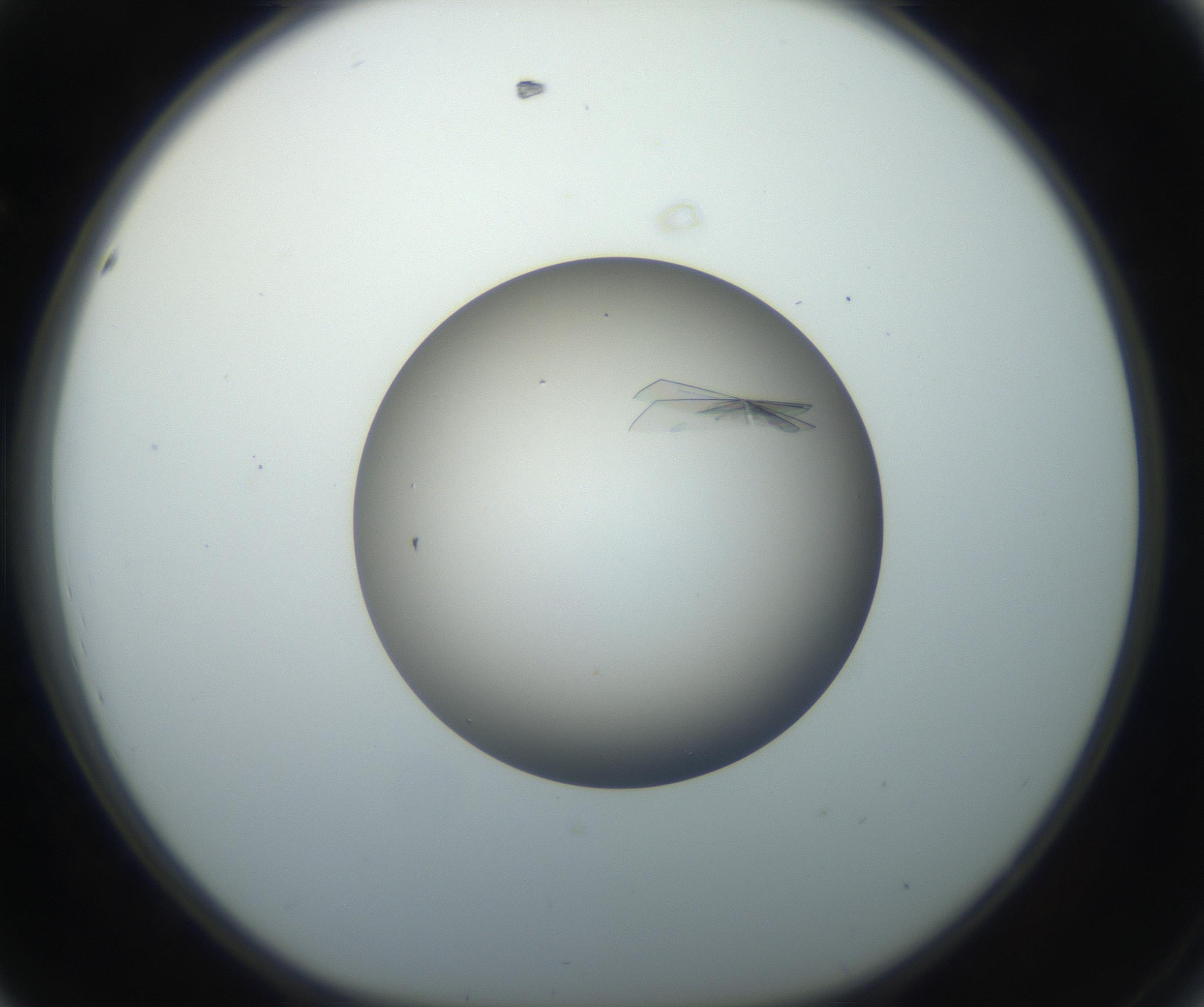 RI01_03_000_0212_Proj1_Clon1_MC_0000MC102716_004_160921_08_04_01_00_99_002_001_RAI.jpg