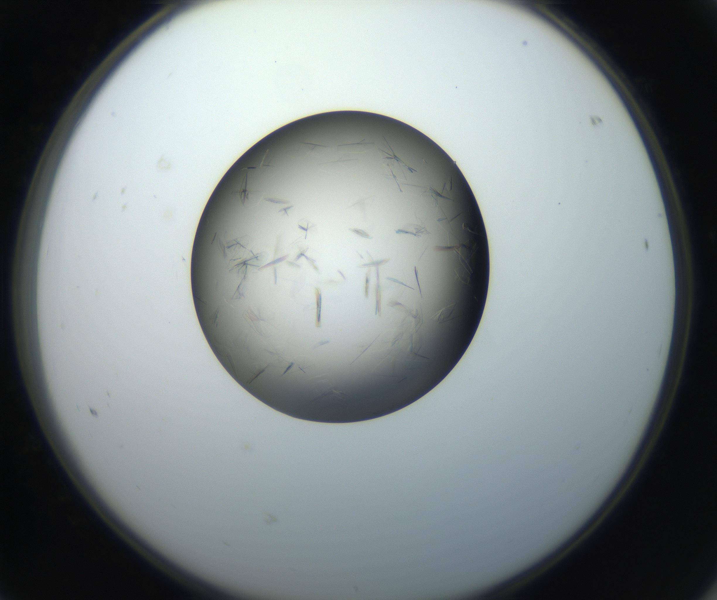 RI01_03_000_0212_Proj1_Clon1_MC_0000MC102716_004_160921_08_06_02_00_99_002_001_RAI.jpg