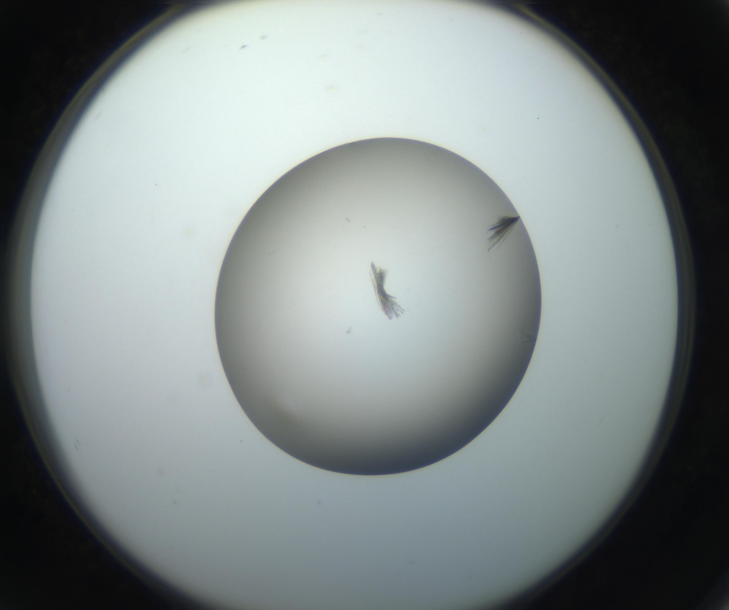 RI01_03_000_0212_Proj1_Clon1_MC_0000MC102716_004_160921_08_07_02_00_99_002_001_RAI.jpg