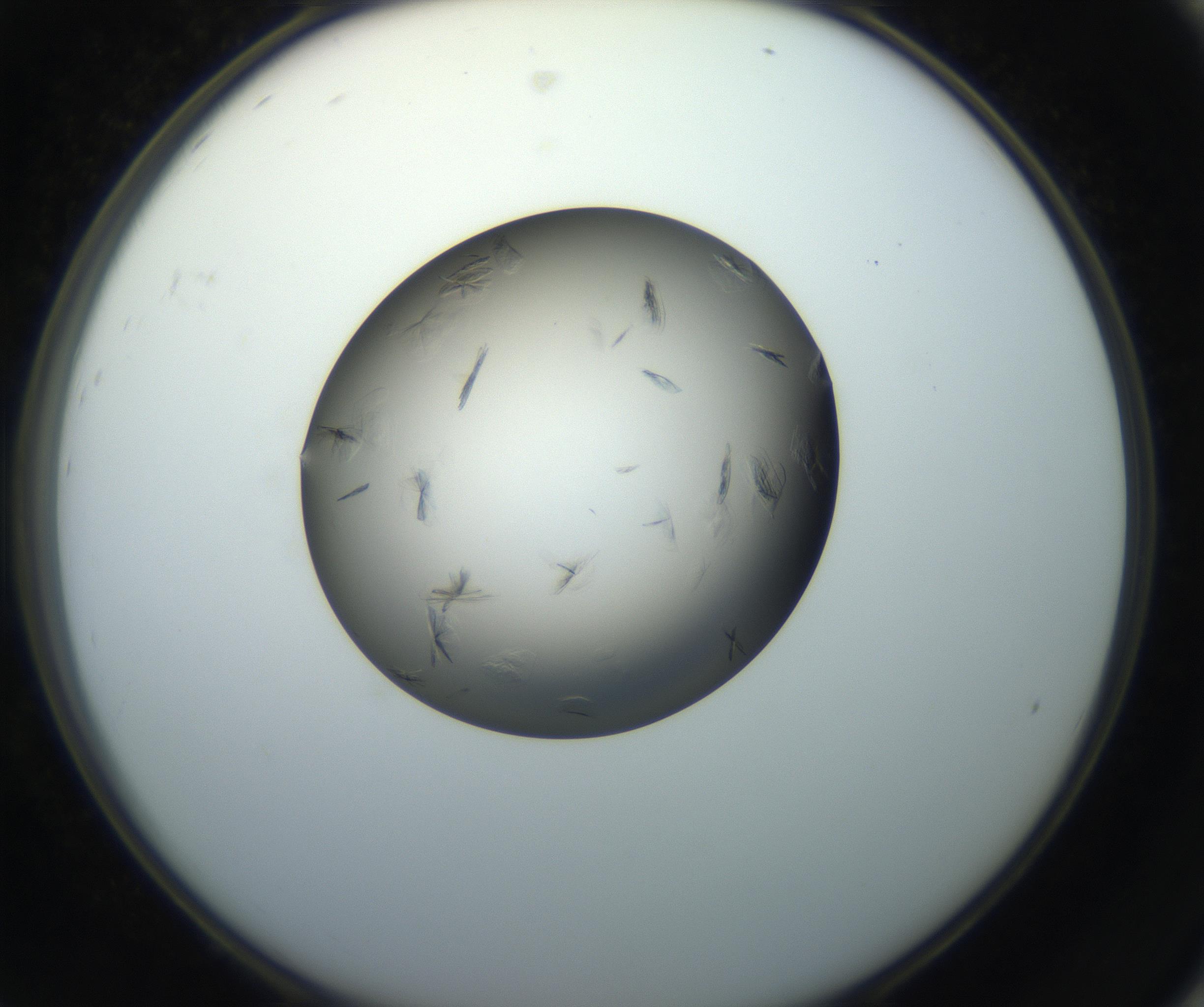 RI01_03_000_0212_Proj1_Clon1_MC_0000MC102716_004_160921_08_08_02_00_99_002_001_RAI.jpg