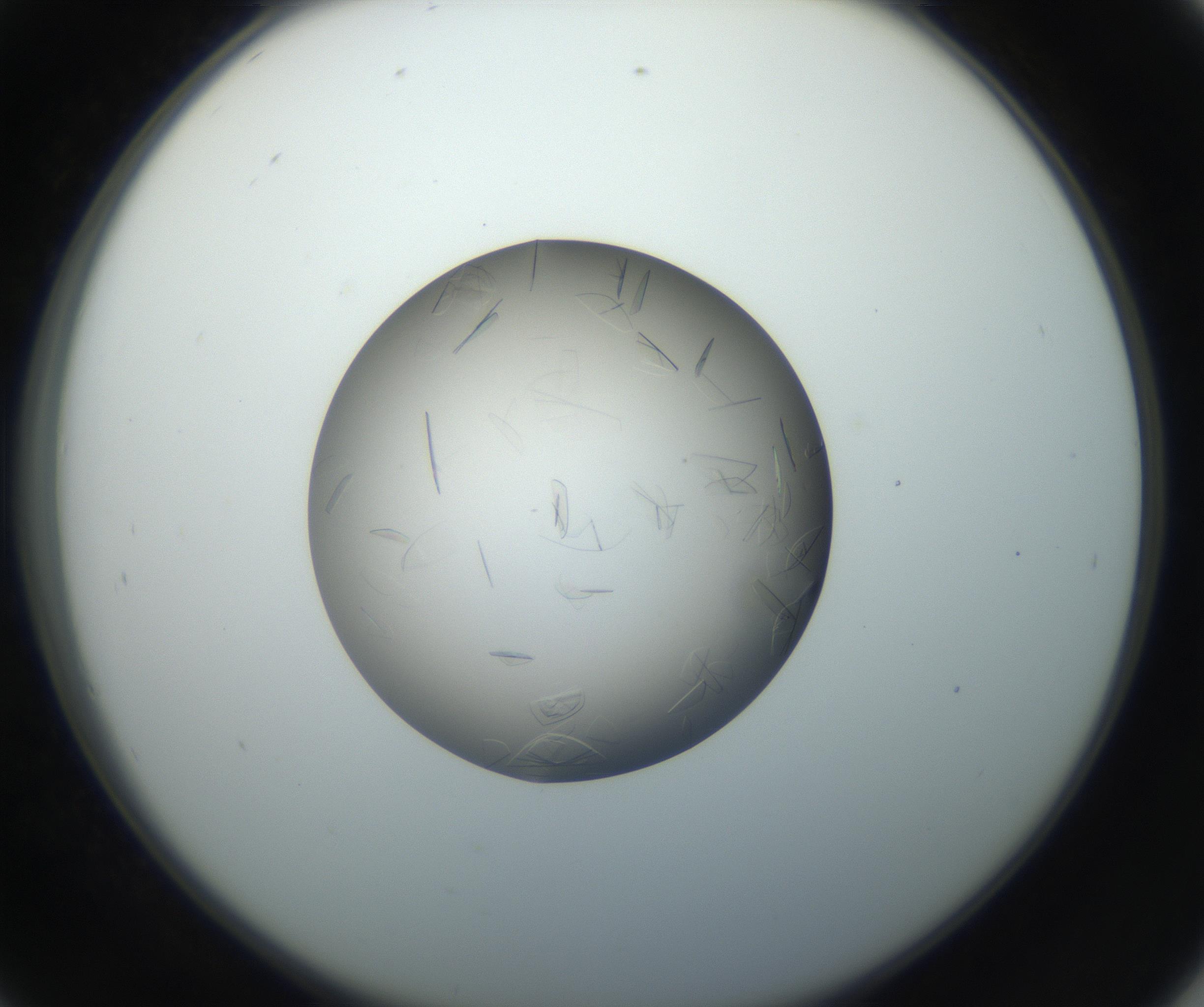 RI01_03_000_0212_Proj1_Clon1_MC_0000MC102716_004_160921_09_04_02_00_99_002_001_RAI.jpg