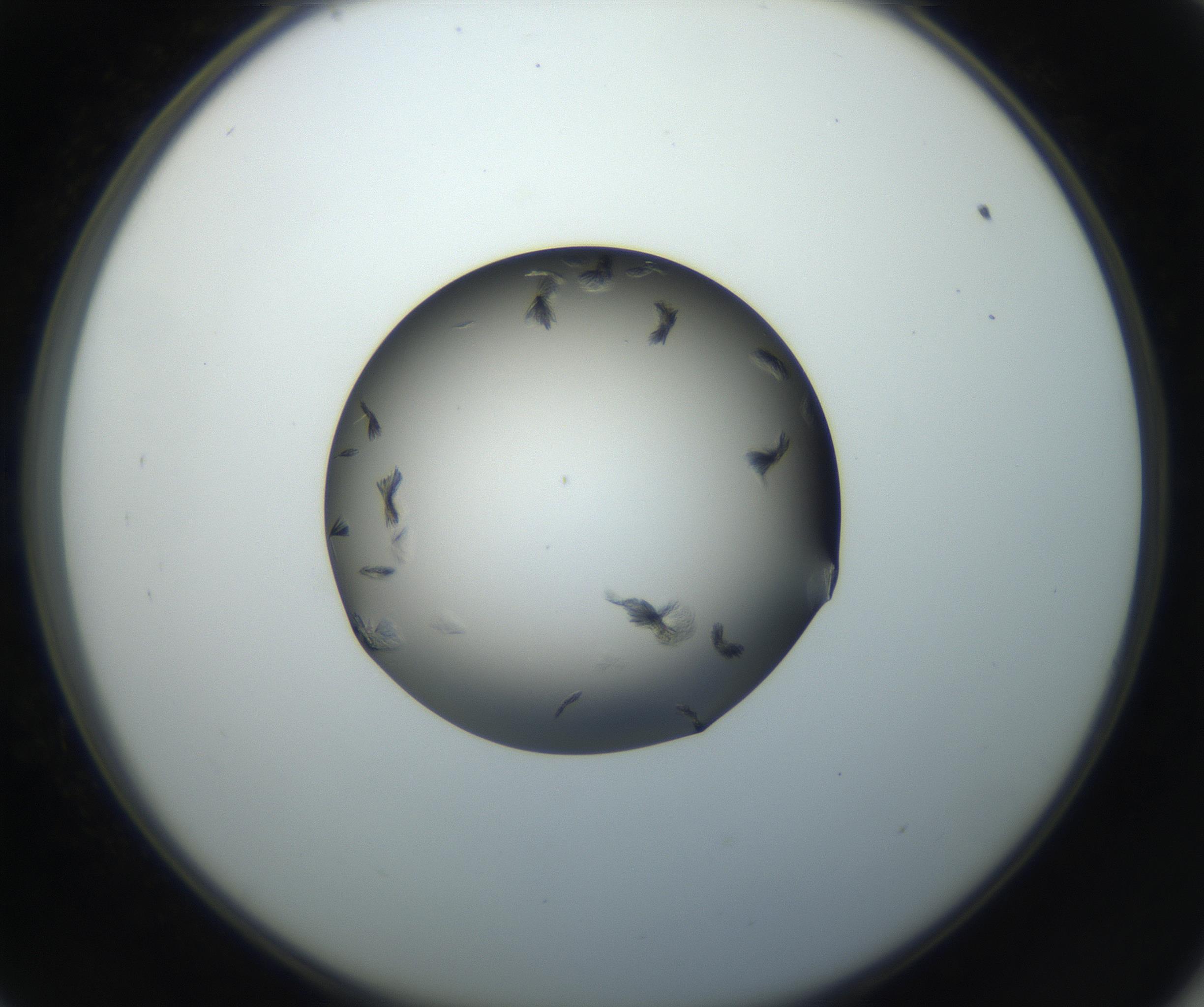 RI01_03_000_0212_Proj1_Clon1_MC_0000MC102716_004_160921_09_05_02_00_99_002_001_RAI.jpg