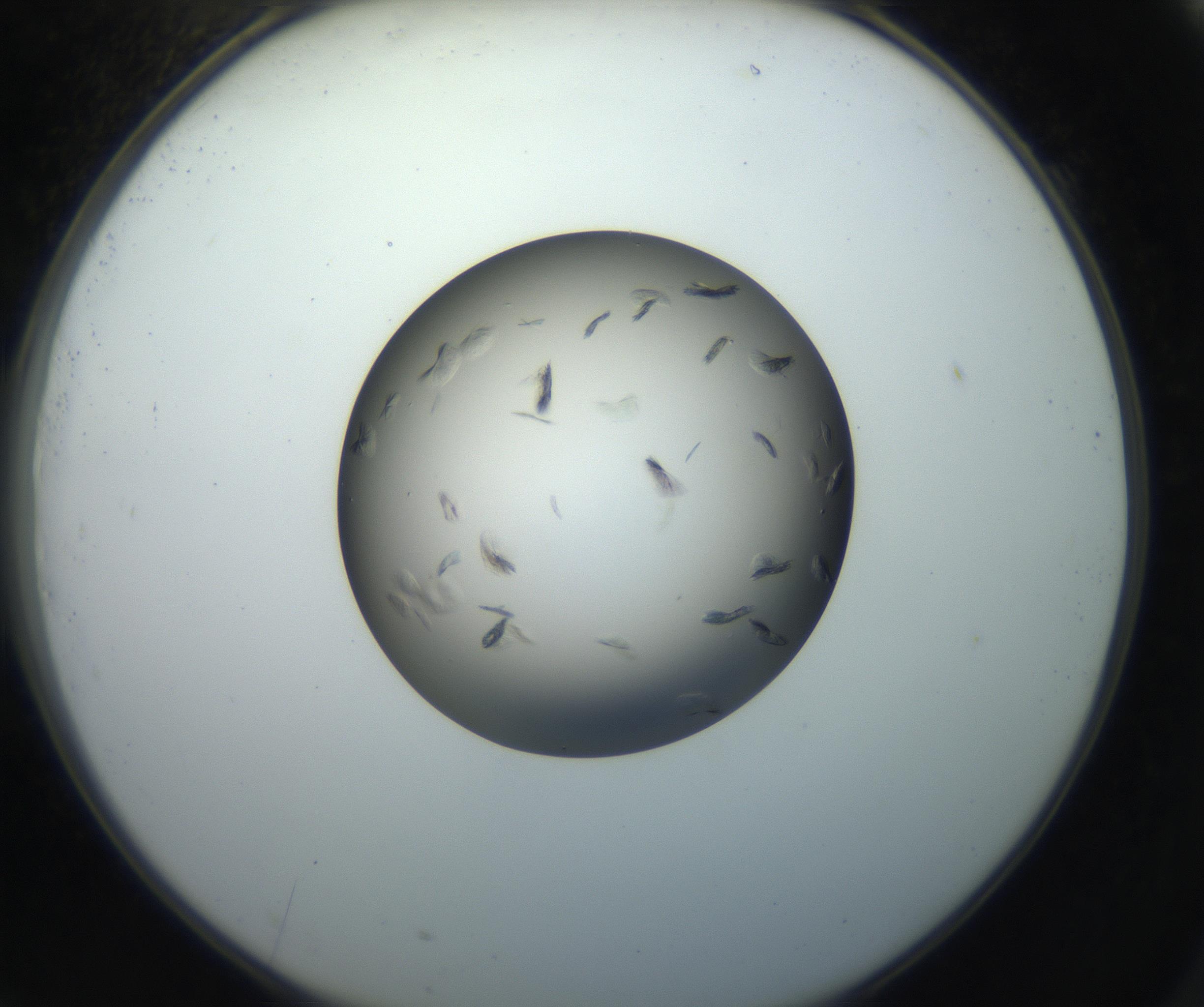 RI01_03_000_0212_Proj1_Clon1_MC_0000MC102716_004_160921_09_07_02_00_99_002_001_RAI.jpg
