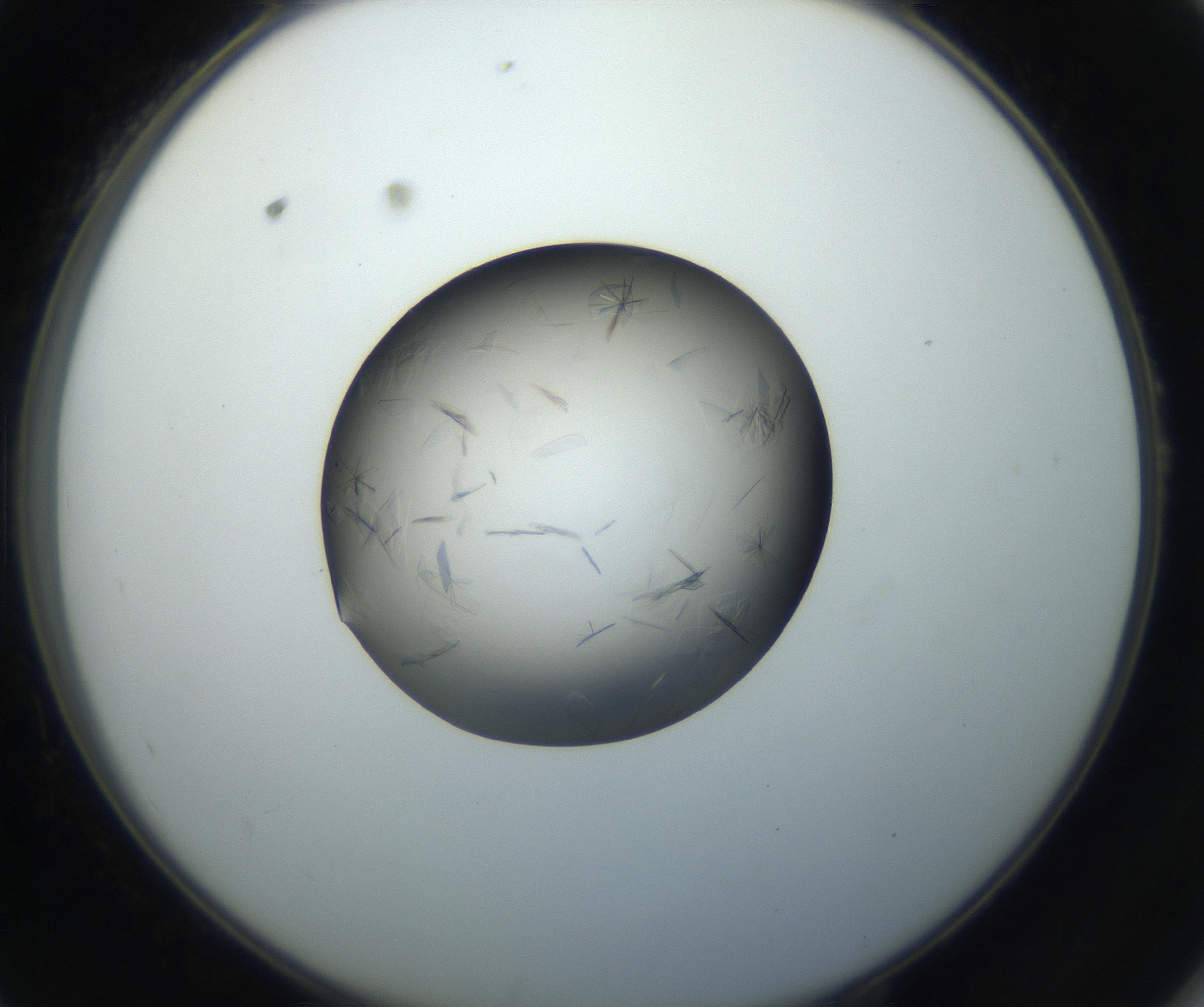 RI01_03_000_0212_Proj1_Clon1_MC_0000MC102716_004_160921_10_05_02_00_99_002_001_RAI.jpg