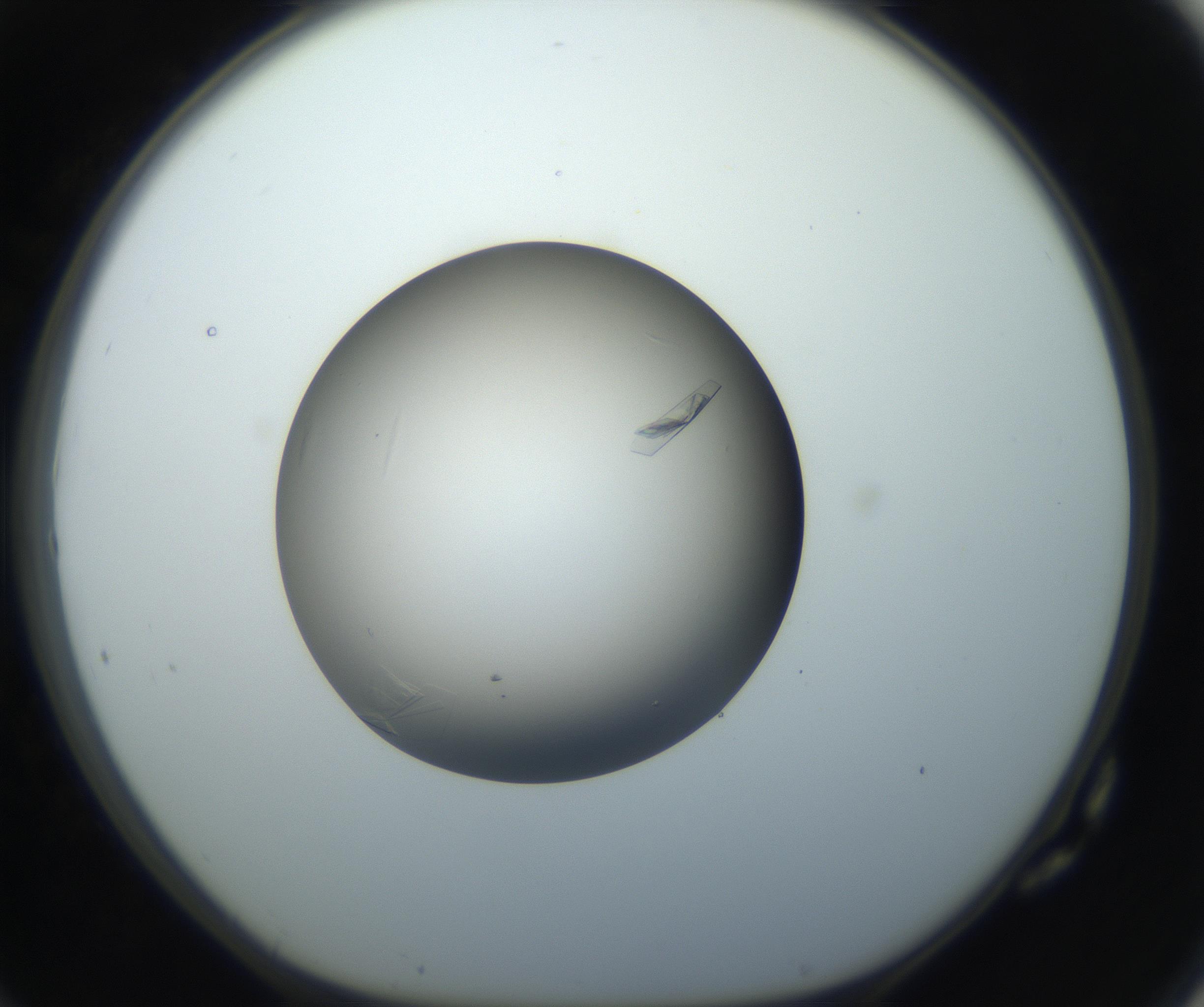 RI01_03_000_0212_Proj1_Clon1_MC_0000MC102716_004_160921_10_07_01_00_99_002_001_RAI.jpg