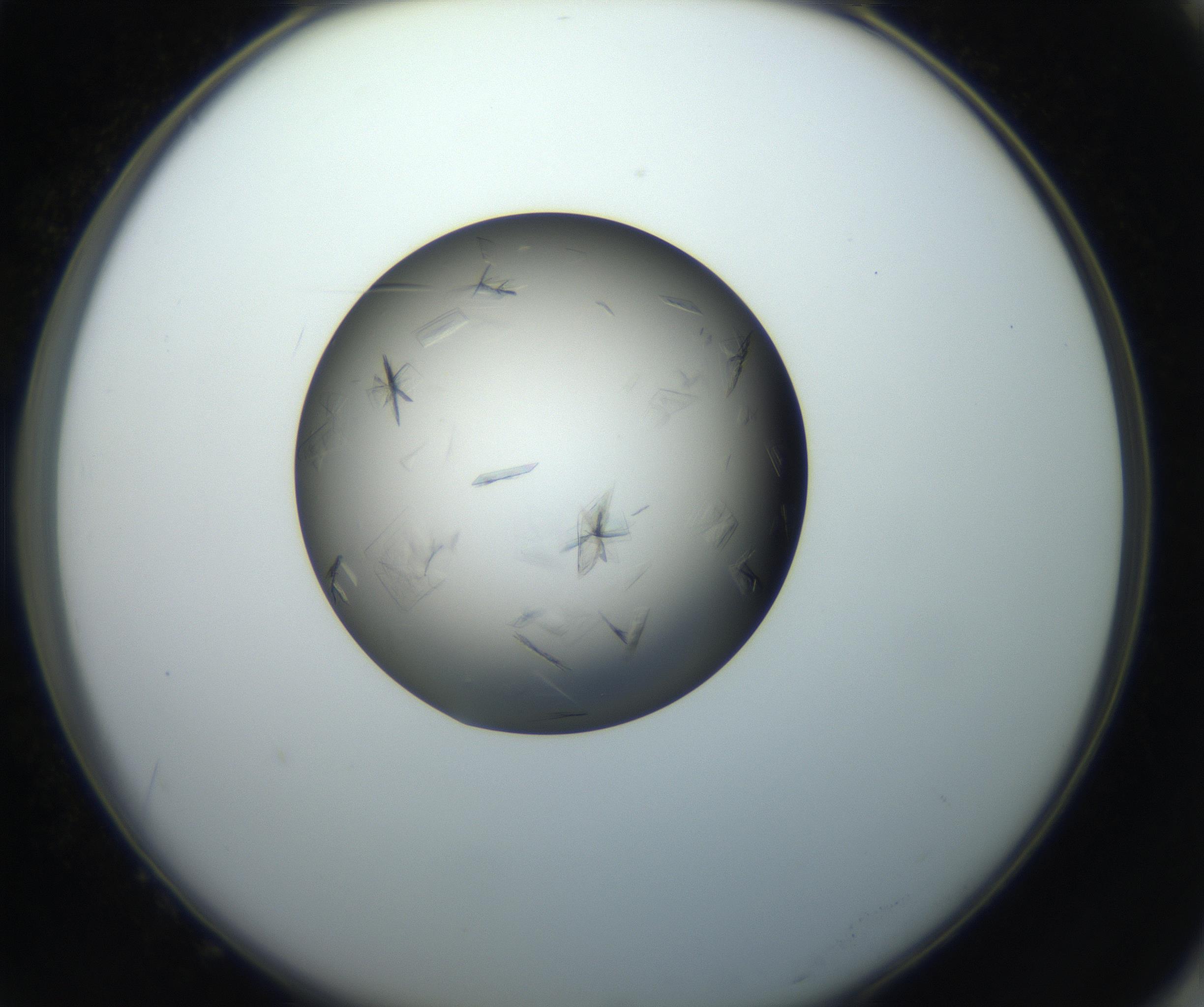 RI01_03_000_0212_Proj1_Clon1_MC_0000MC102716_004_160921_10_07_02_00_99_002_001_RAI.jpg