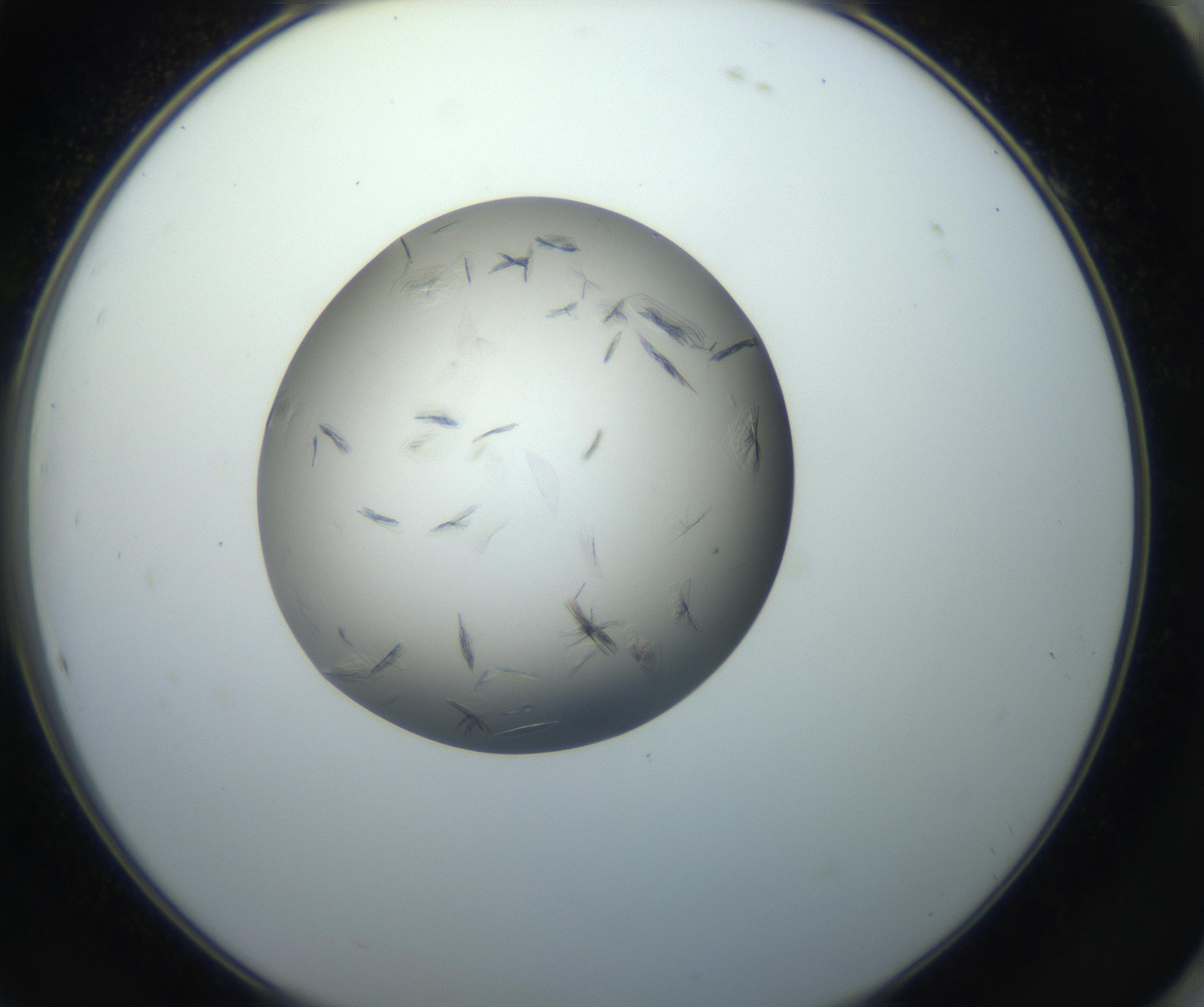 RI01_03_000_0212_Proj1_Clon1_MC_0000MC102716_004_160921_10_08_02_00_99_002_001_RAI.jpg