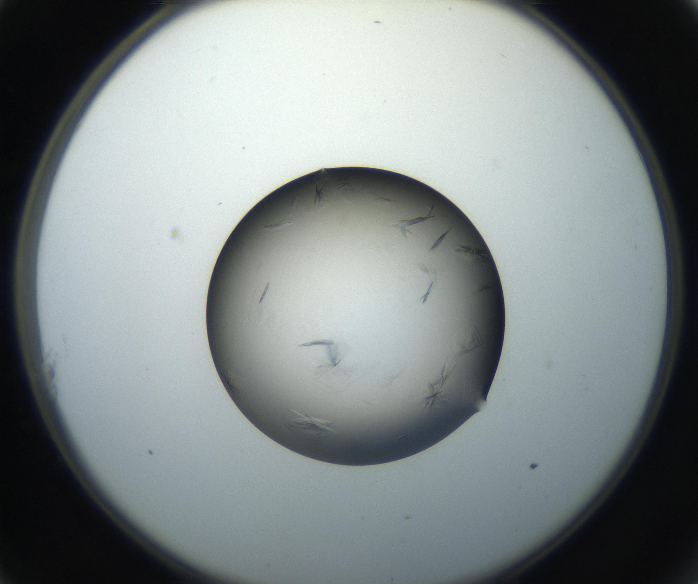 RI01_03_000_0212_Proj1_Clon1_MC_0000MC102716_004_160921_11_01_02_00_99_002_001_RAI.jpg